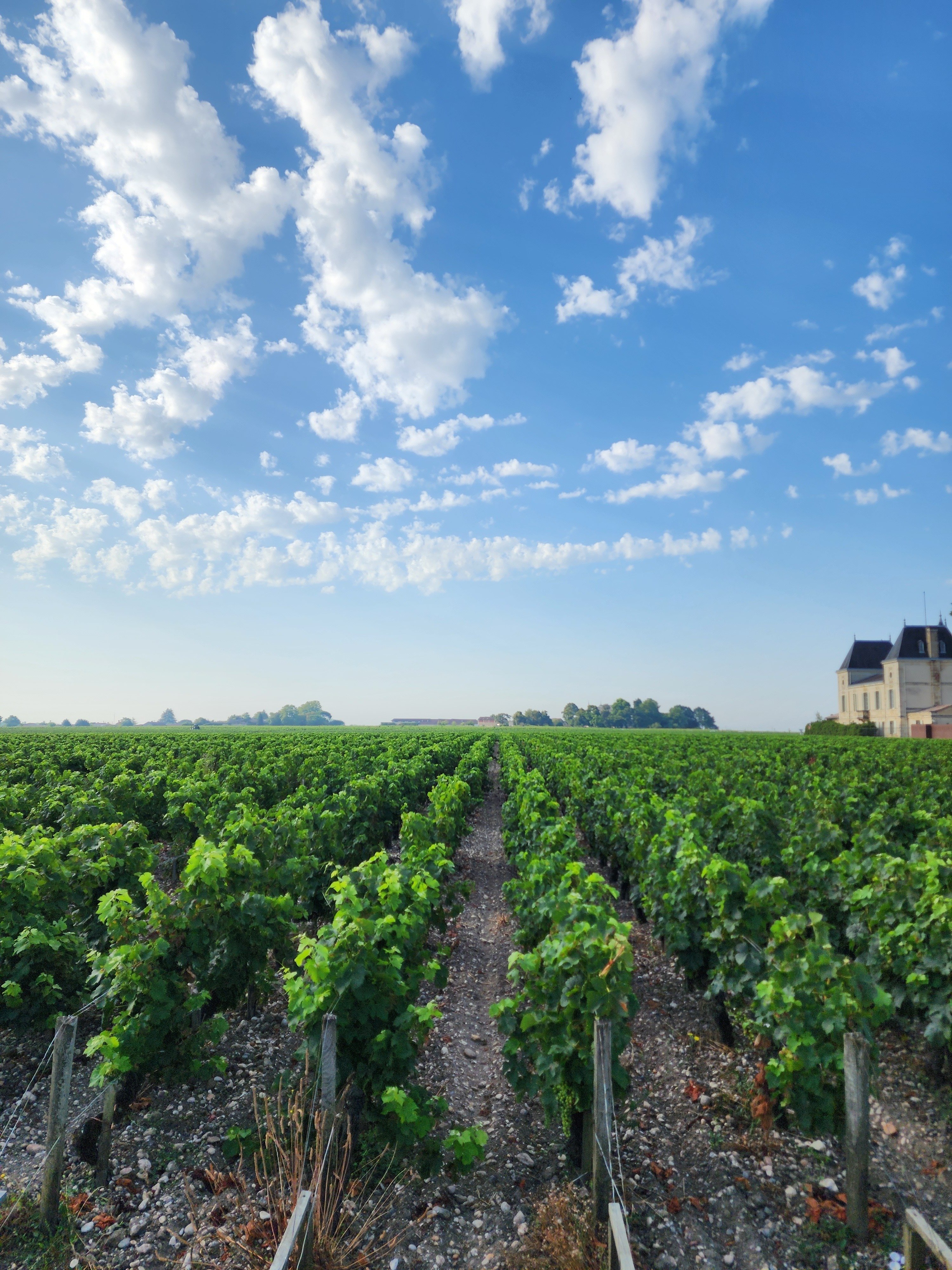 🇫🇷マルゴーのワイン畑＜フランス・ボルドー＞／Bordeaux｜mmaabboo