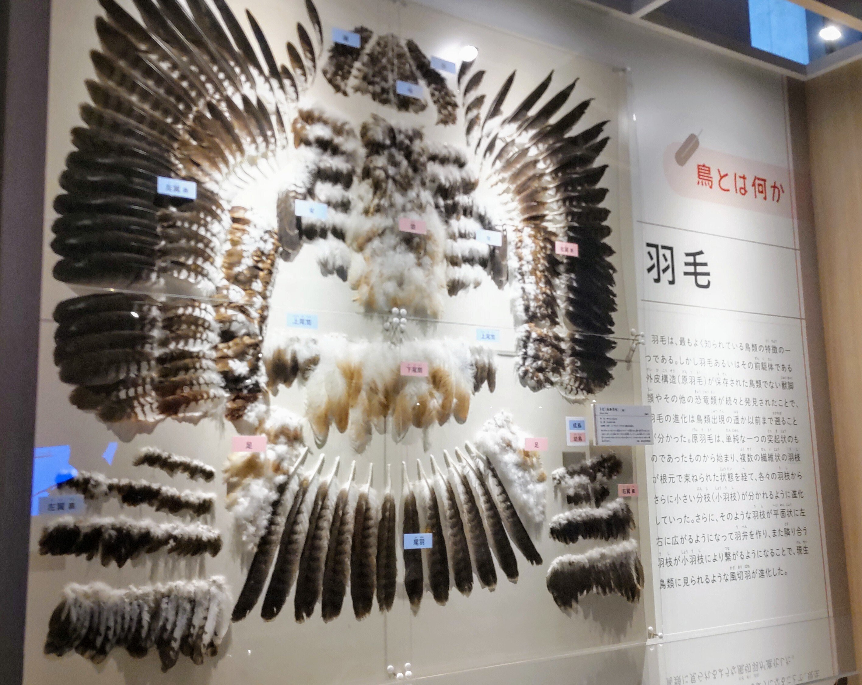 66arts｜鳥 ～ゲノム解析が解き明かす新しい鳥類の系統～｜浅野靖菜