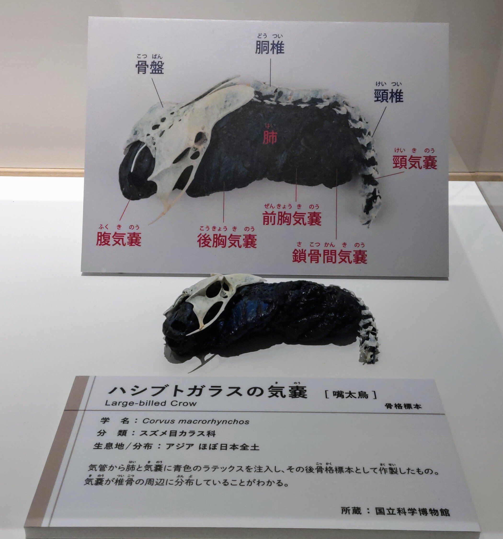 66arts｜鳥 ～ゲノム解析が解き明かす新しい鳥類の系統～｜浅野靖菜