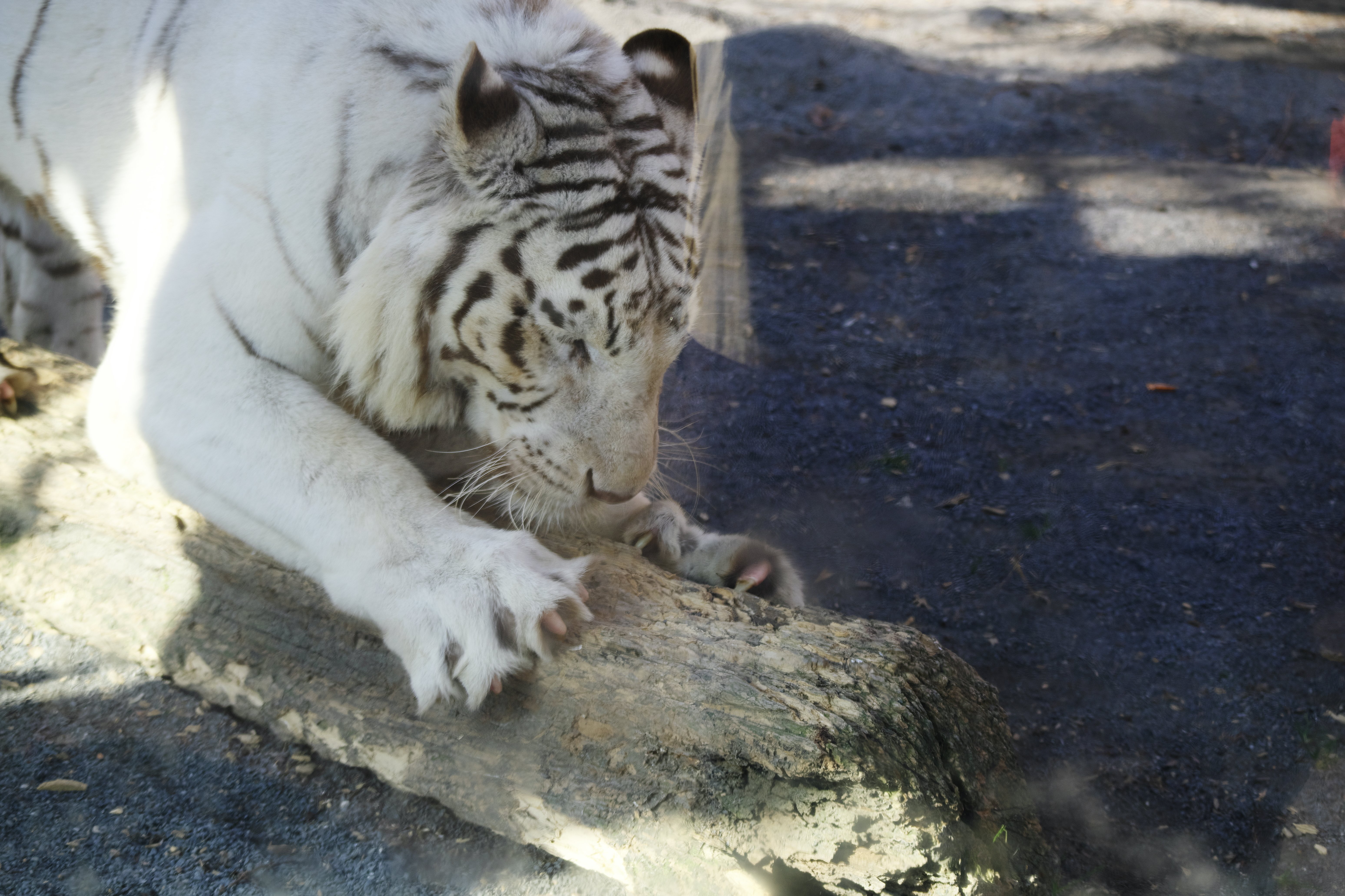 東武動物公園のちびトラに会いに行った話｜VINCENT2GB