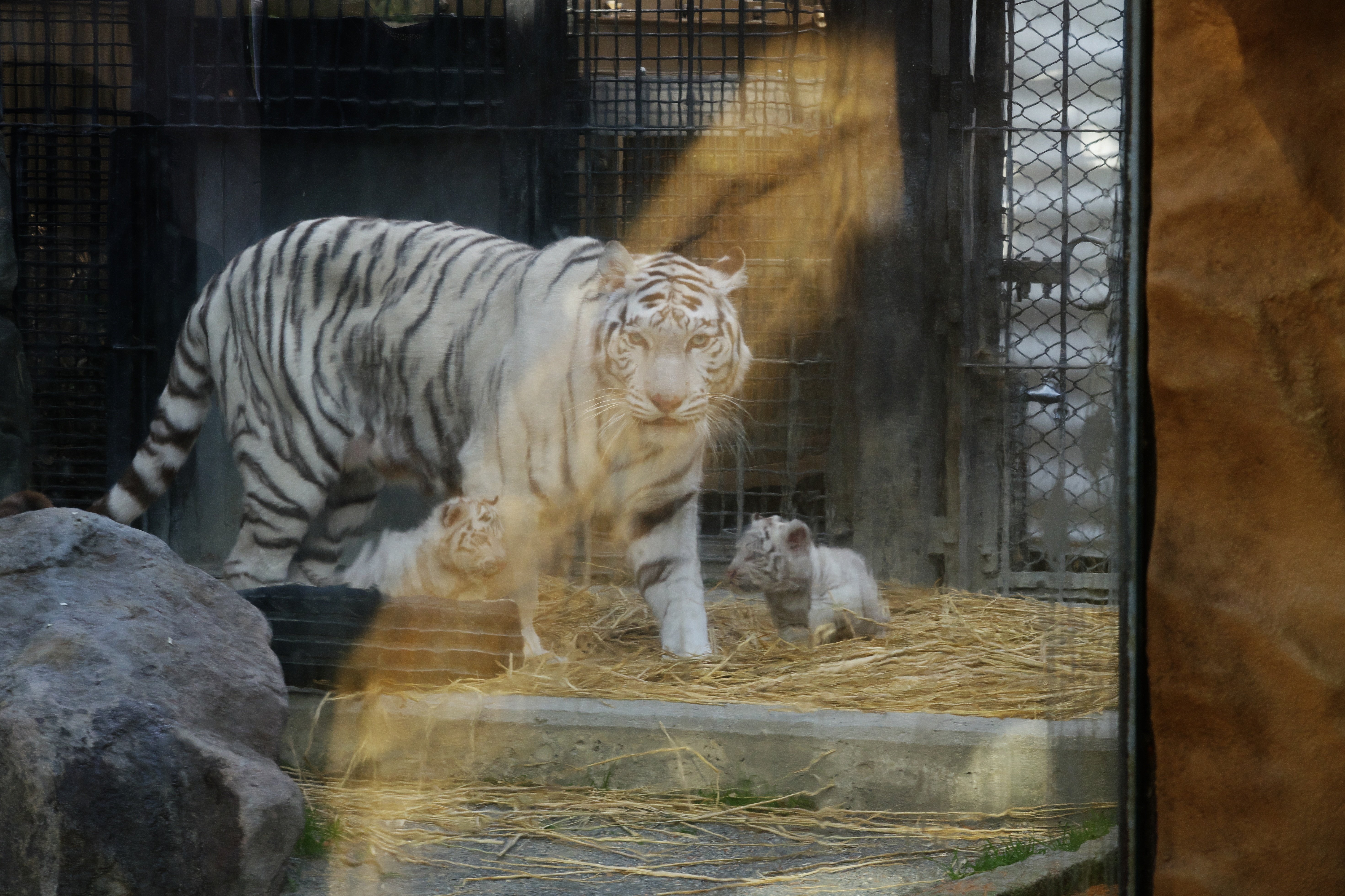 東武動物公園のちびトラに会いに行った話｜VINCENT2GB