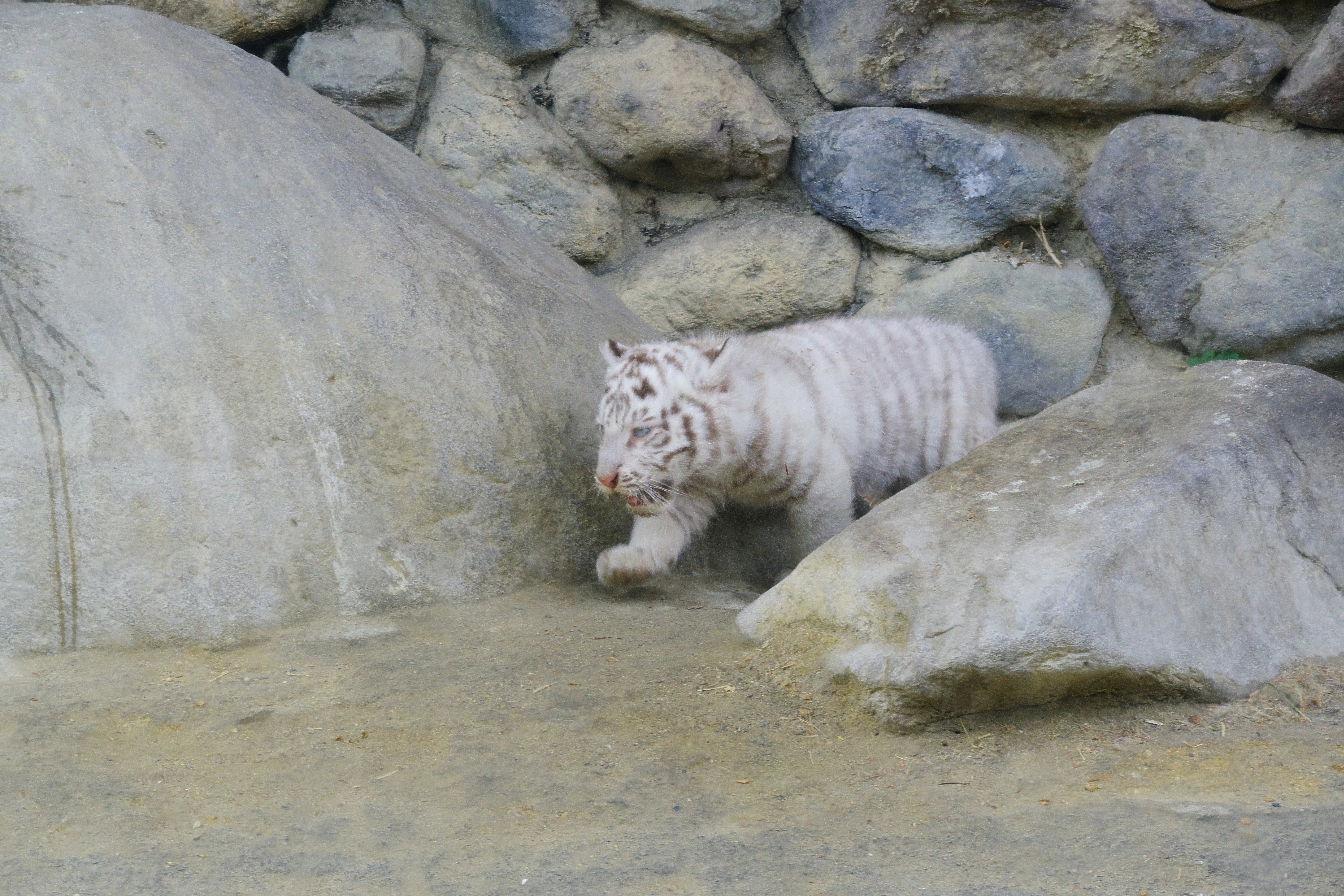東武動物公園のちびトラに会いに行った話｜VINCENT2GB