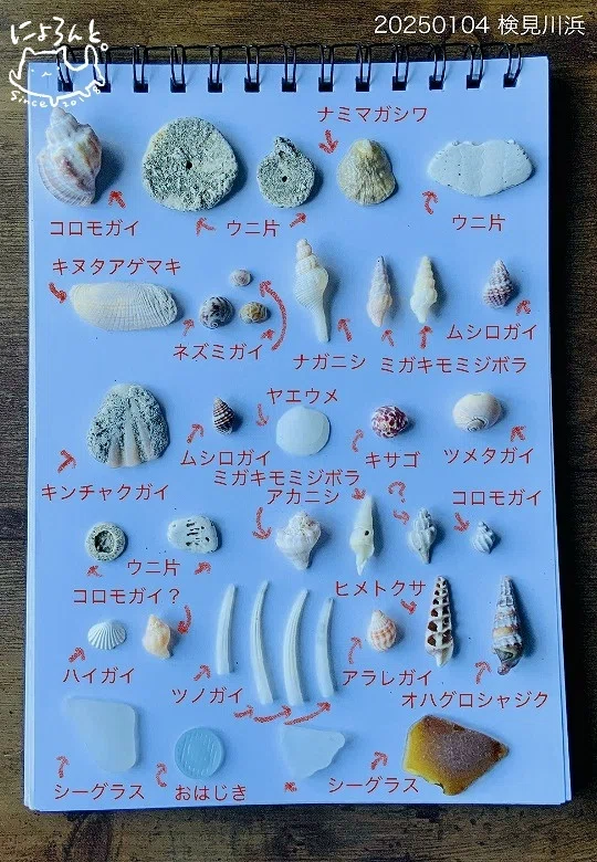 ウニ片にツノガイに美麗いろんな巻き貝にシーグラス！検見川浜で