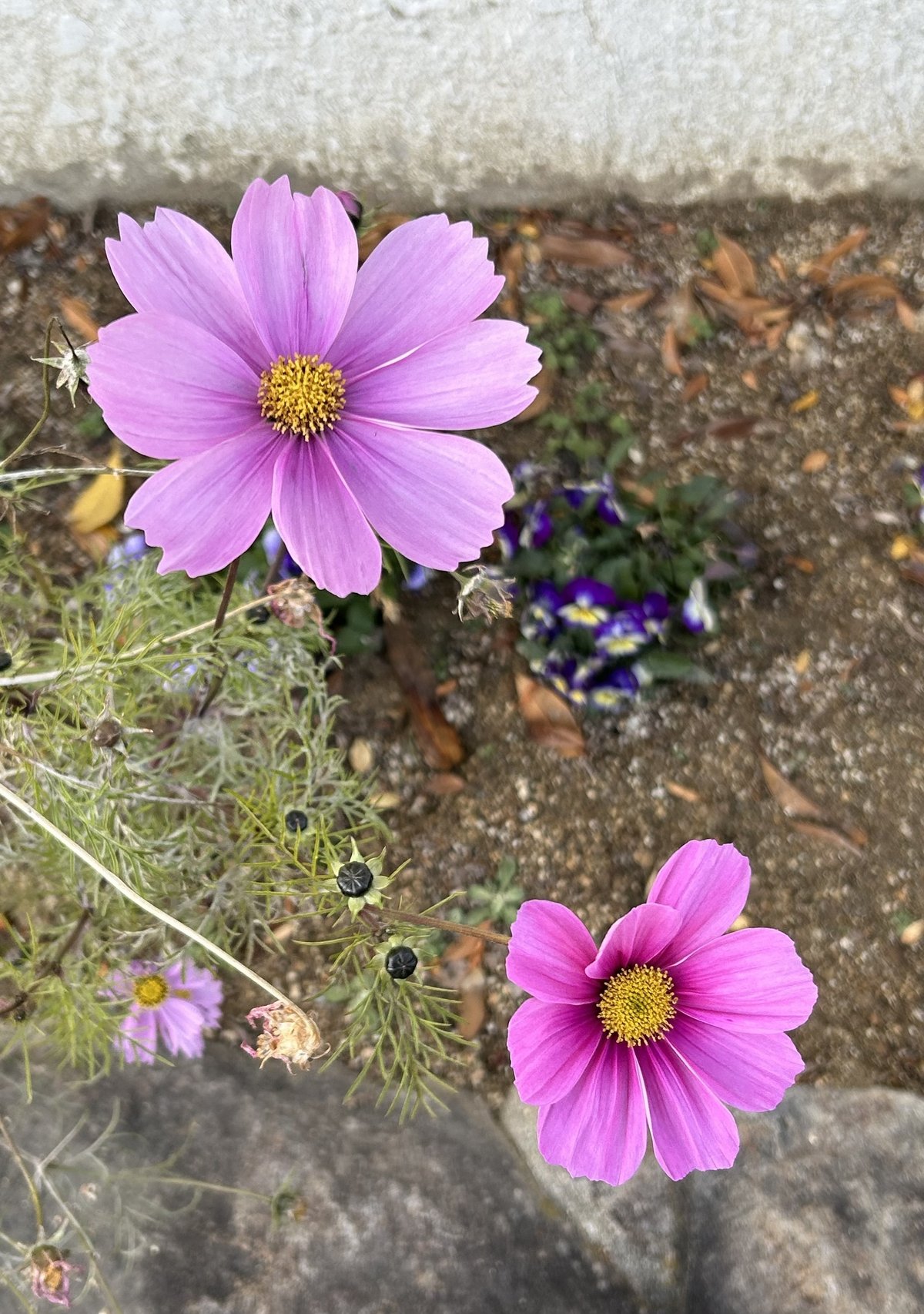 コスモスや山茶花を俳句と楽しむ ｜アトリエりりゅ 