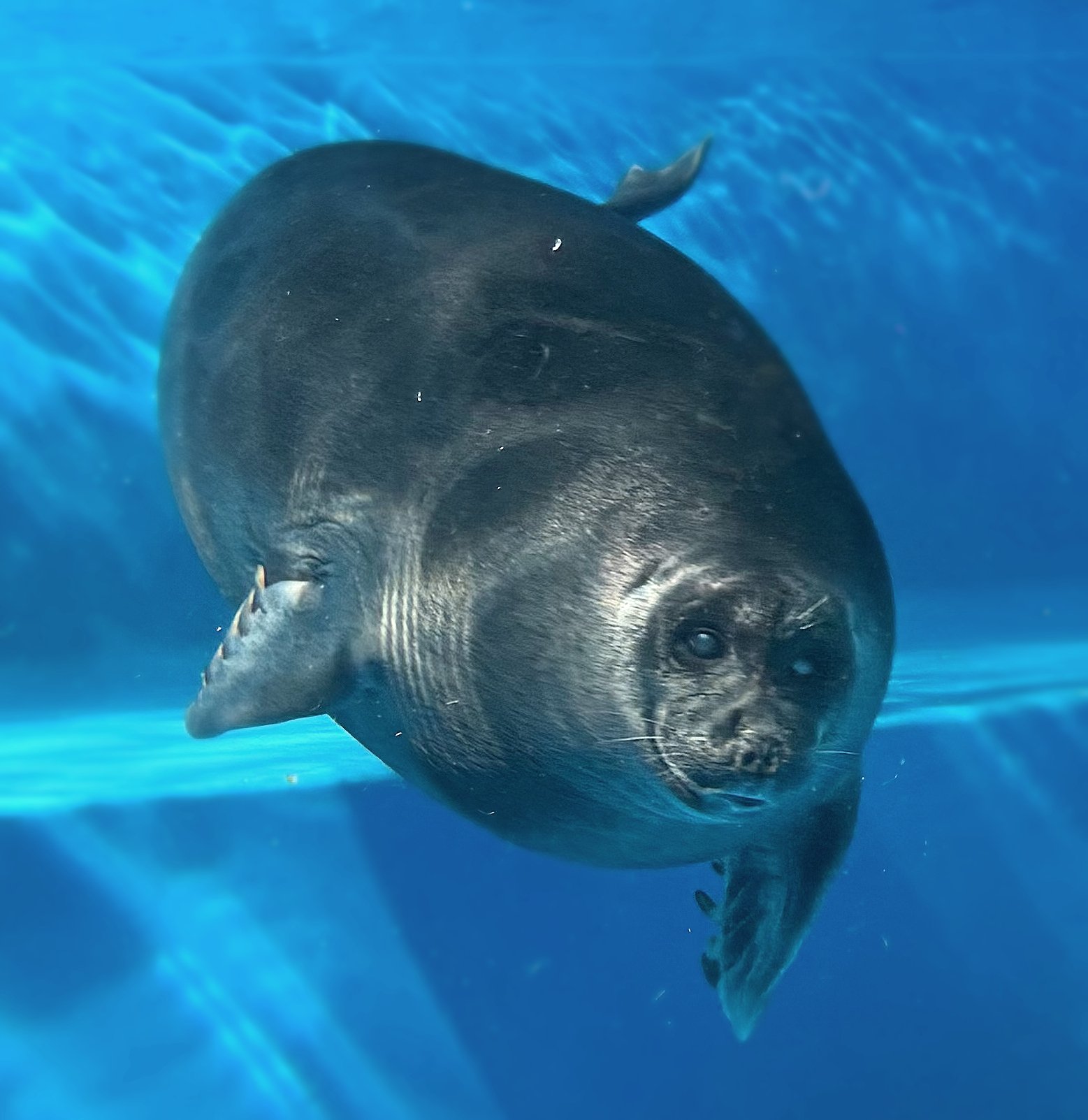 日本のアザラシ探訪記④アクアワールド大洗・サンシャイン水族館｜ヒロサキ
