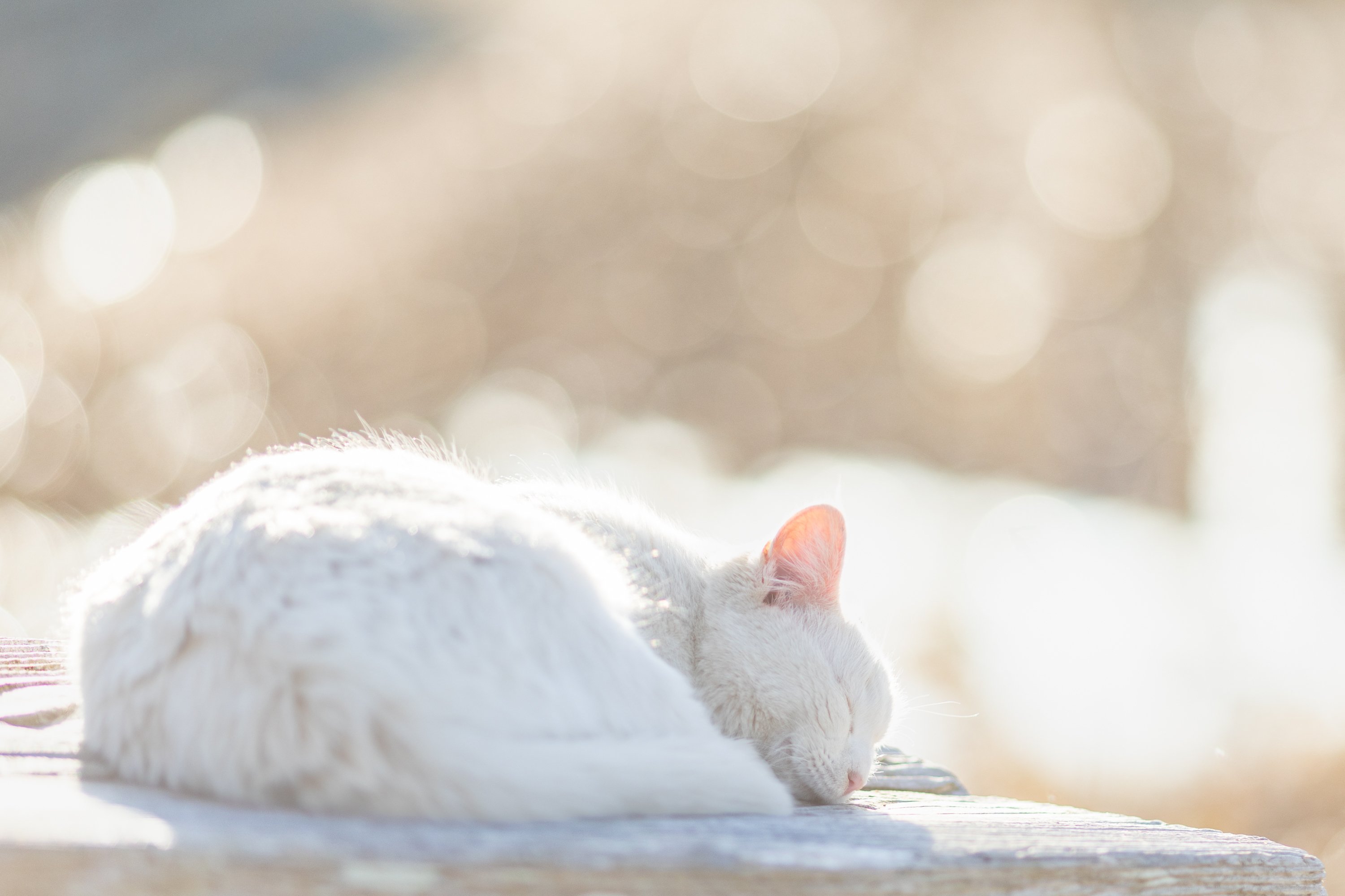 猫に会いに行く旅／冬の猫｜猫写真家 さくらもえぎ＊ねこ旅日和＊