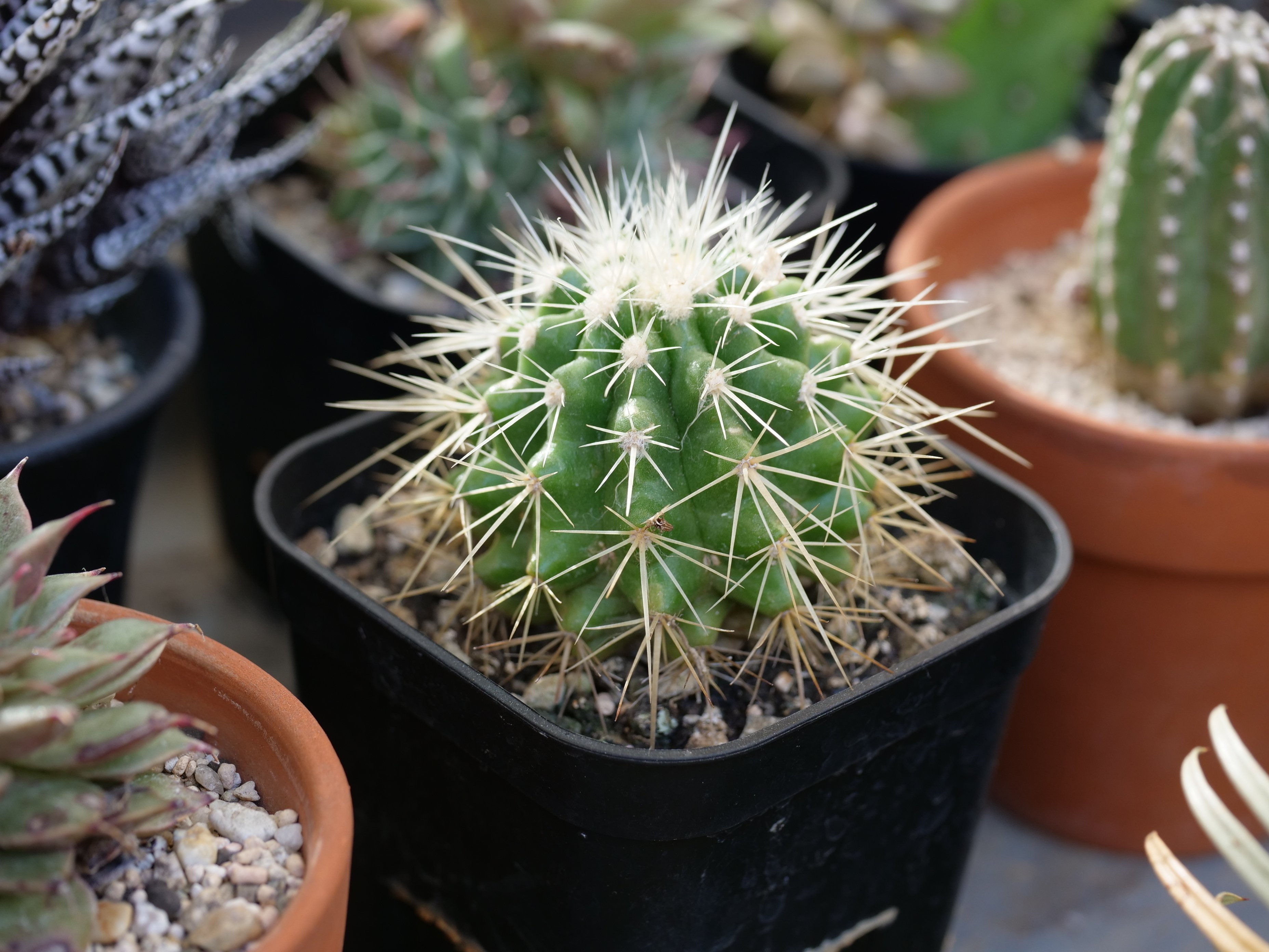 越冬済み 大株　8頭発根済み　ウチワサボテン アメリカンハウス　金鯱　メキシコ 越冬済み 大株 8頭発根済み ウチワサボテン アメリカンハウス 金鯱