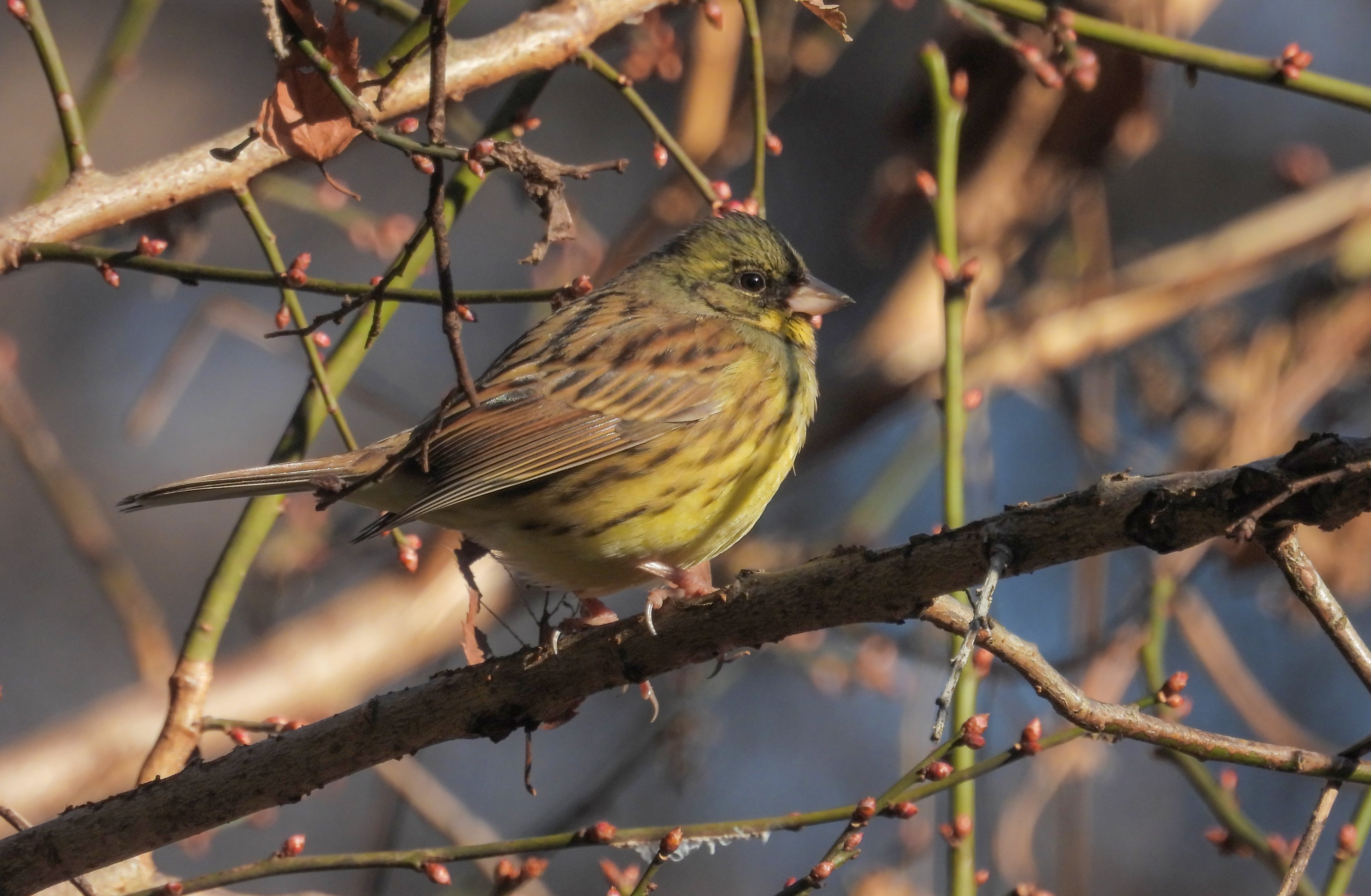 北本自然観察公園(埼玉県)、お散歩探鳥｜a little bird told me that