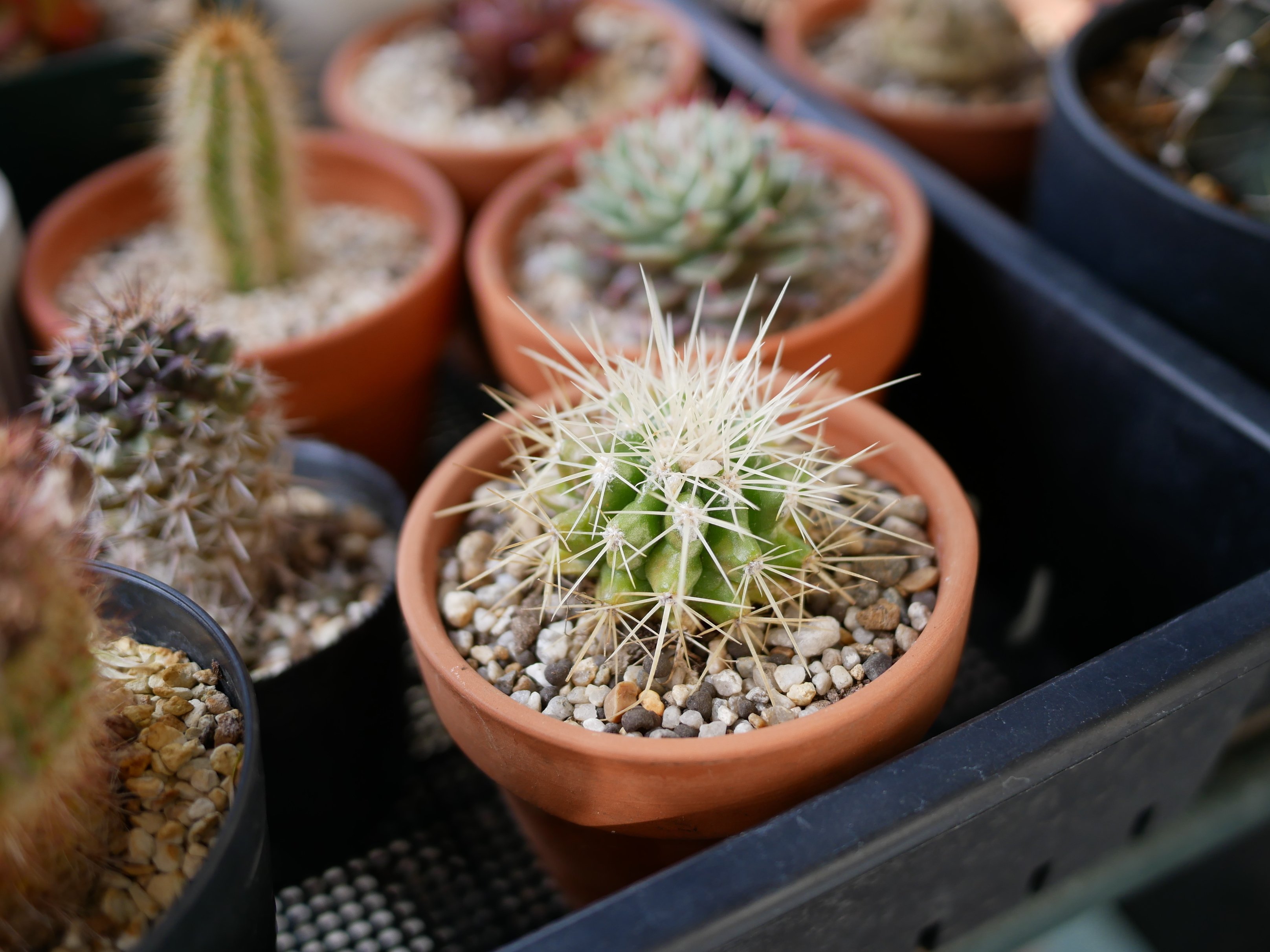 寿命100年を超えるサボテン。金鯱（キンシャチ）は2年でどれだけ大きく