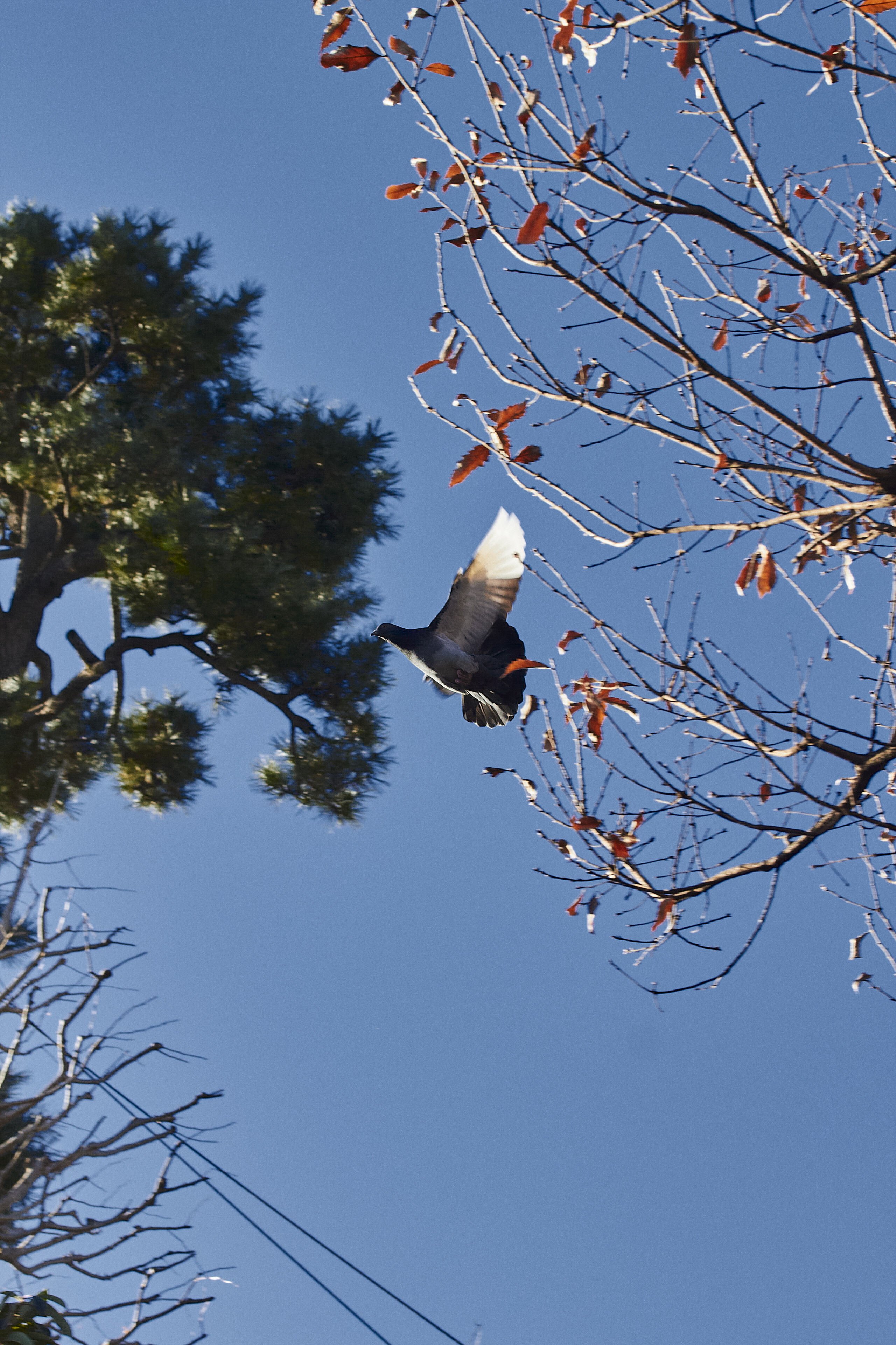キヤノン EOS Kiss X4】14年前の名機はほんとに使えるのか