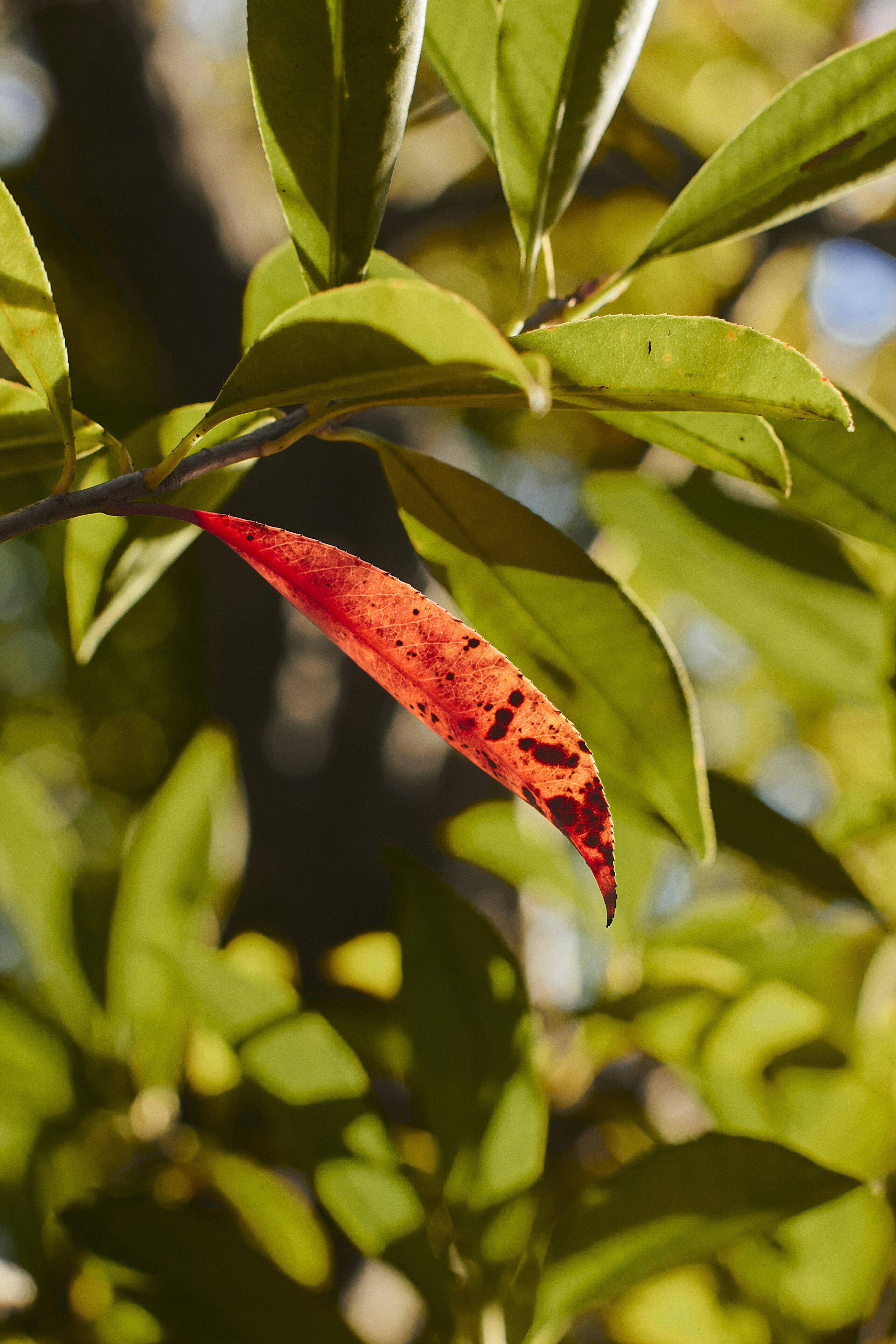 ⭐️一眼レフデビューに⭐️紅葉❣️CANON KISS X4シングルレンズ❣️入門モデル CANON EOS Kiss X4 ボディ 価格比較 - 価格.com