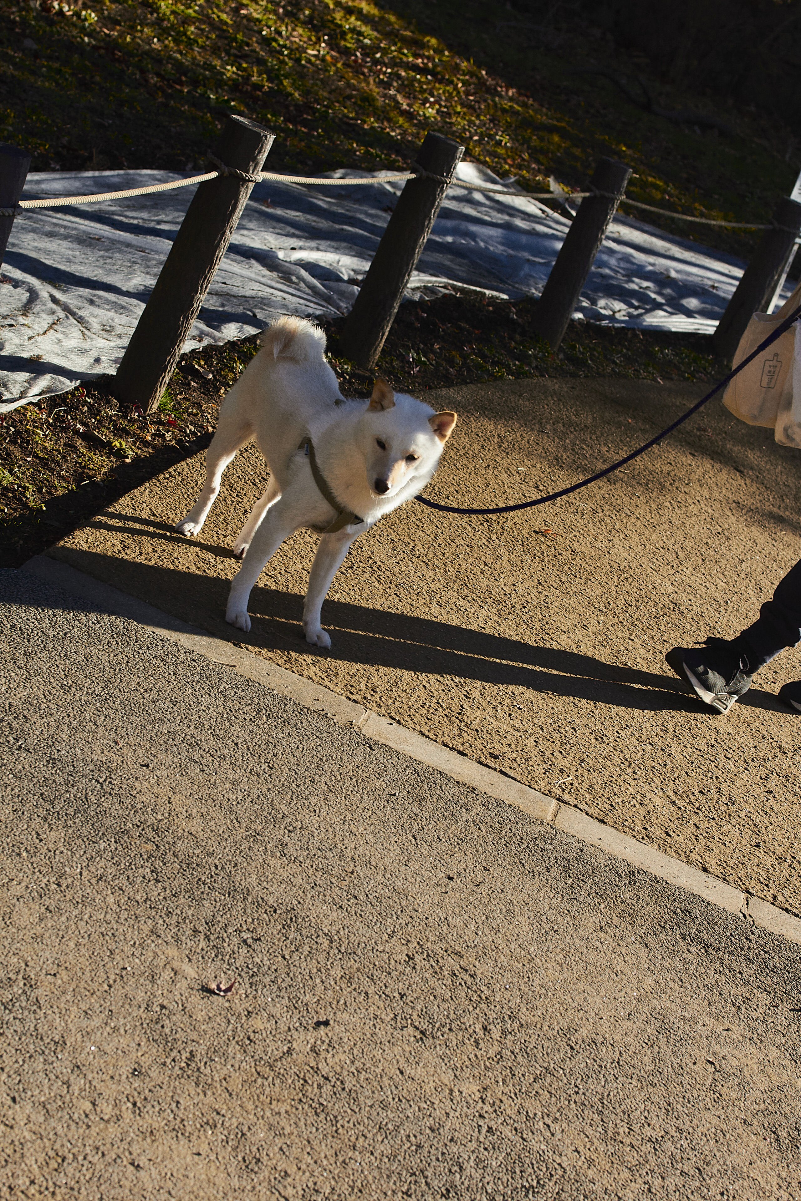 キヤノン EOS Kiss X4】14年前の名機はほんとに使えるのか？【写真に