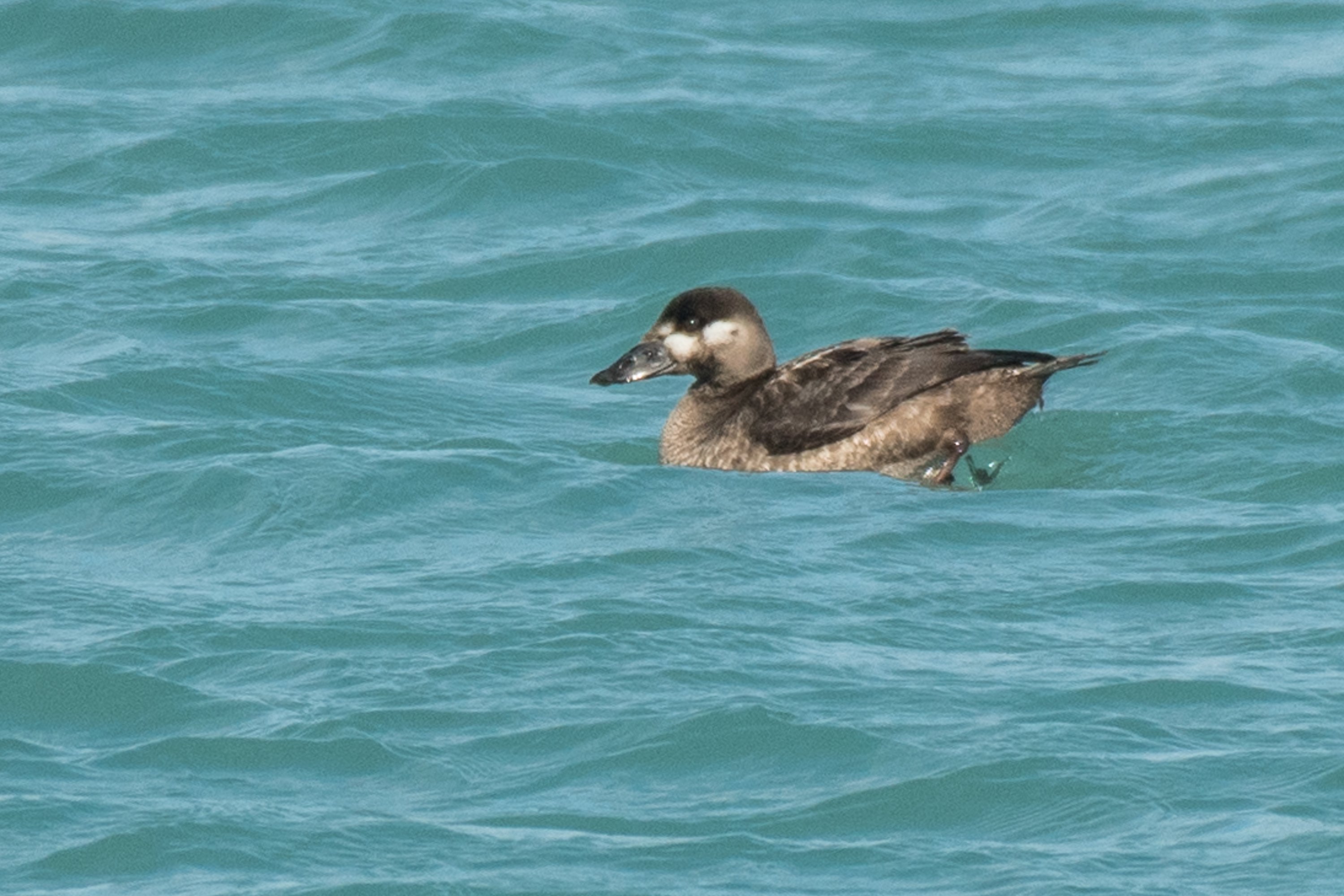 シカゴでバードウォッチング！】 Surf Scoter ｜ローリー