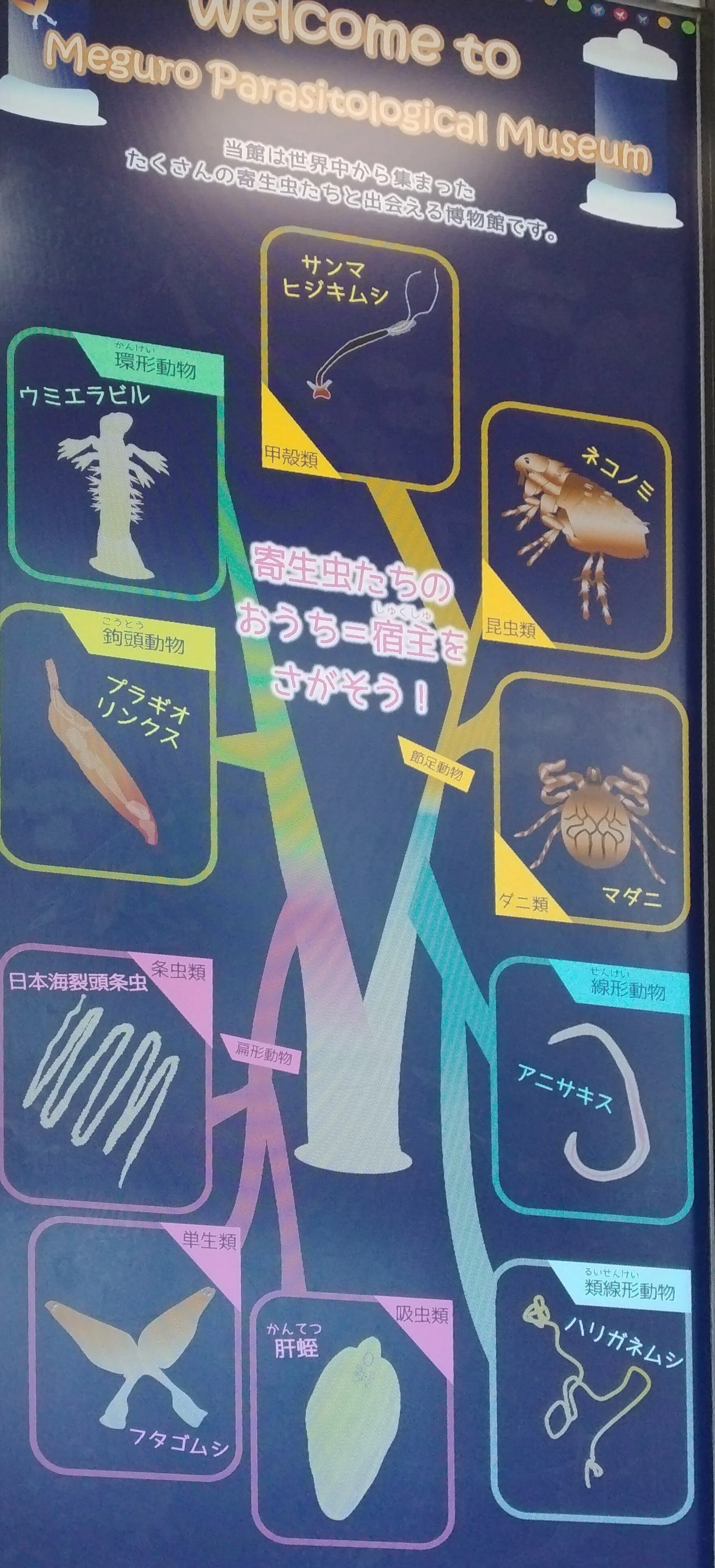 東京】目黒寄生虫館へ行ってきた【名所】｜Kana