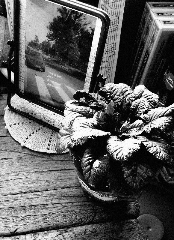 手放したけどもう一度使いたい機材 #2 Kodak Easyshare M532｜ichisan