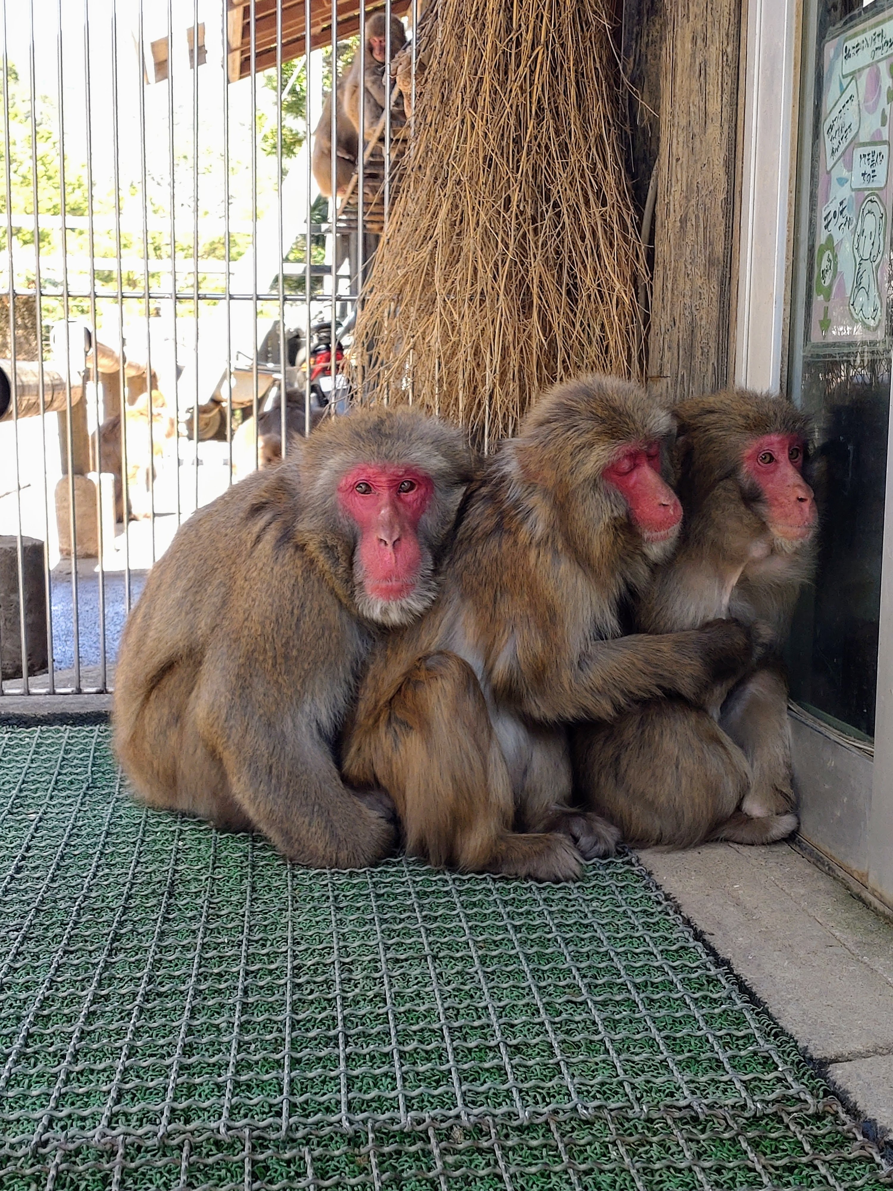 猿 前編】サル達の恋模様に驚き！2025年✨見えてきた新たな発見！ビッグの