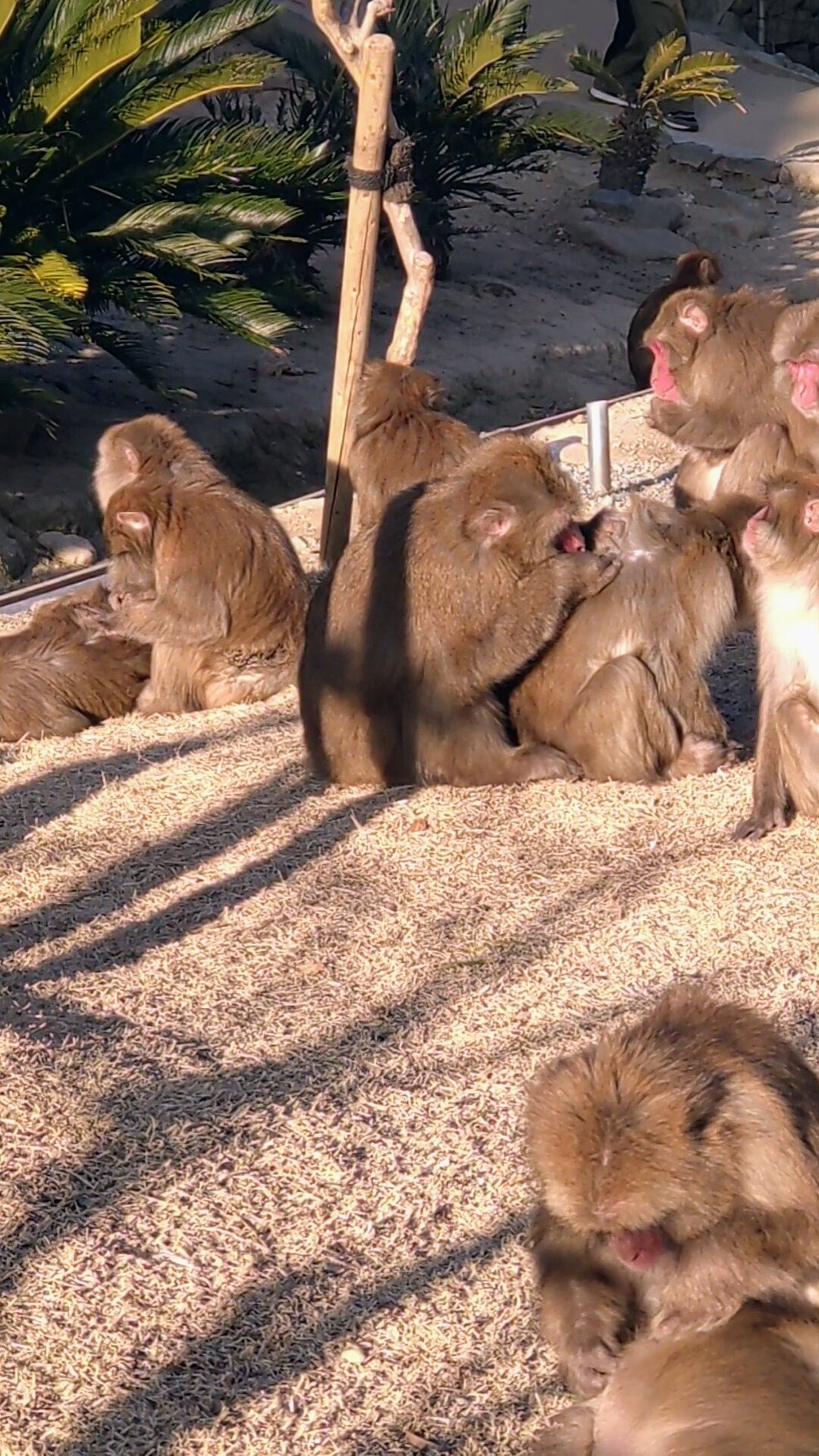 前編】サル達の恋模様に驚き！2025年✨見えてきた新たな発見！ビッグの