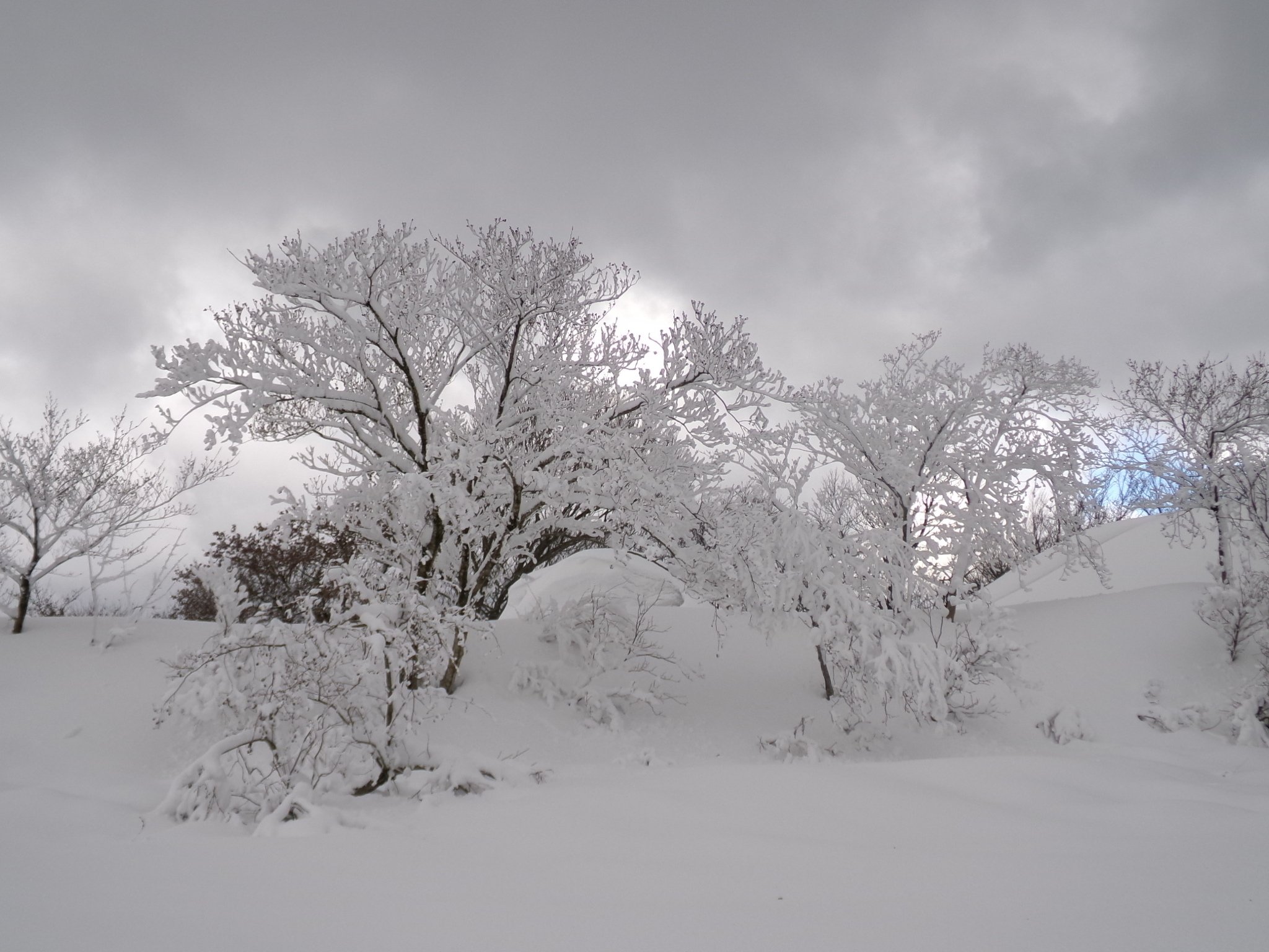 何回来てもステキな雪景色～♬ Yogokogen YAP Resort 新雪の美しい景色