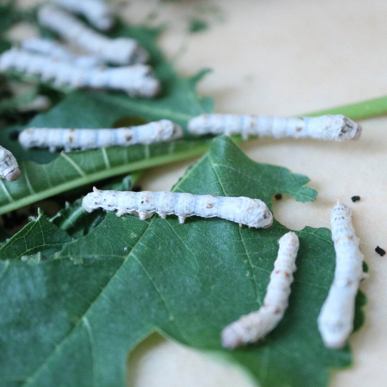 オンライン・大人「日本画・絹本」｜絵画教室あお