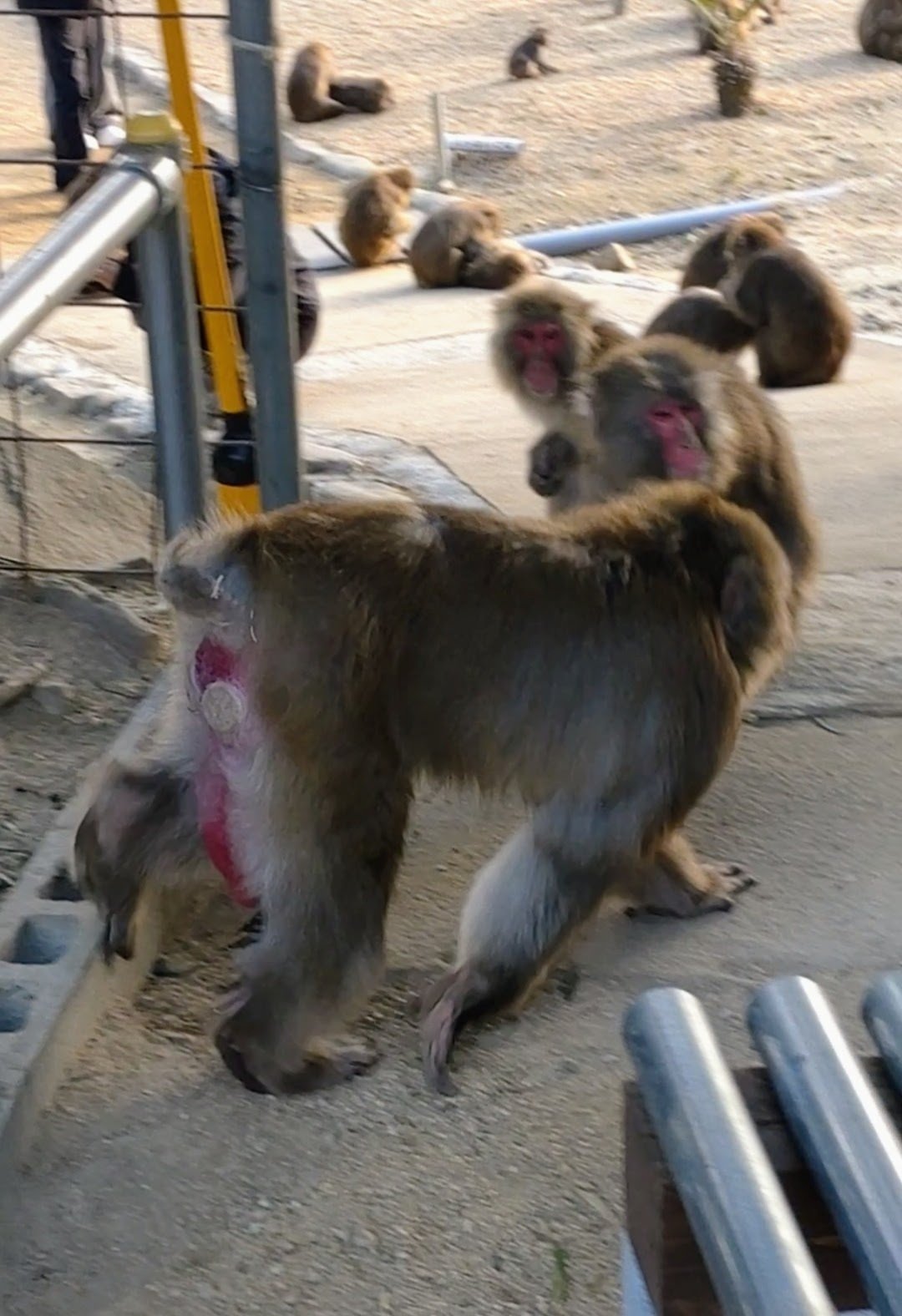 前編】サル達の恋模様に驚き！2025年✨見えてきた新たな発見！ビッグの