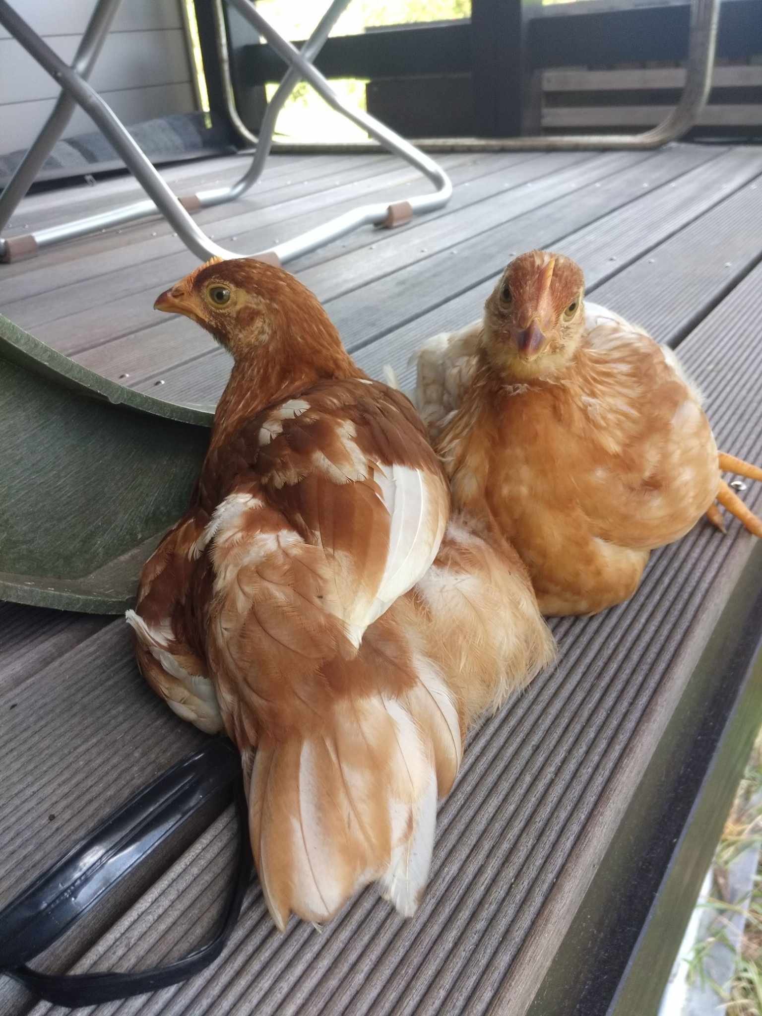 アンティーク ひよこ 剥製 雛