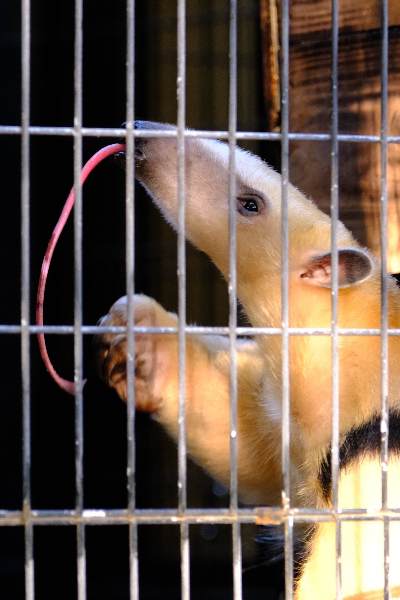 ミナミコアリクイ・ムムちゃんの柵抜き(檻抜き)について考える｜たまに