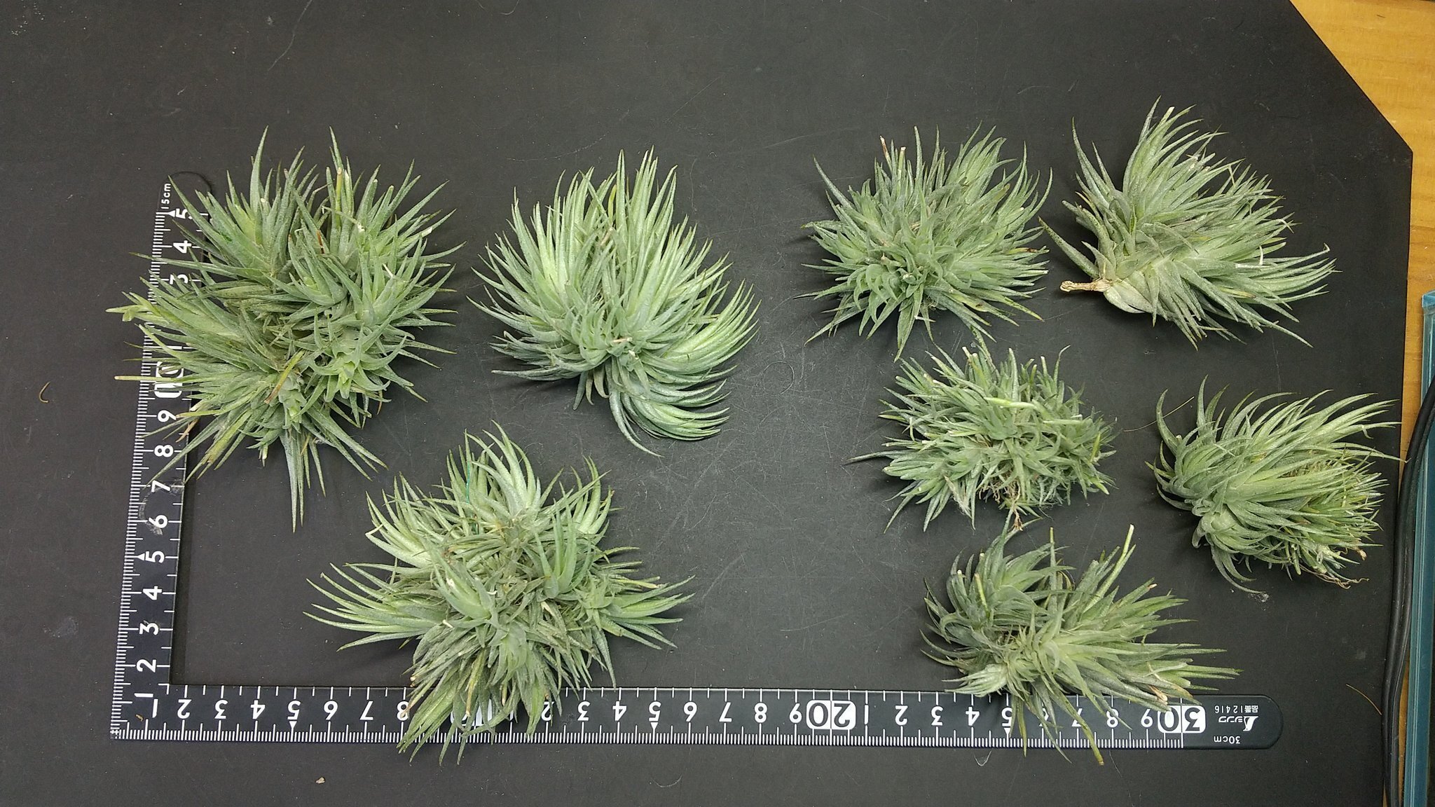 チランジア入荷リスト1/4｜NatureGarden🌿神田