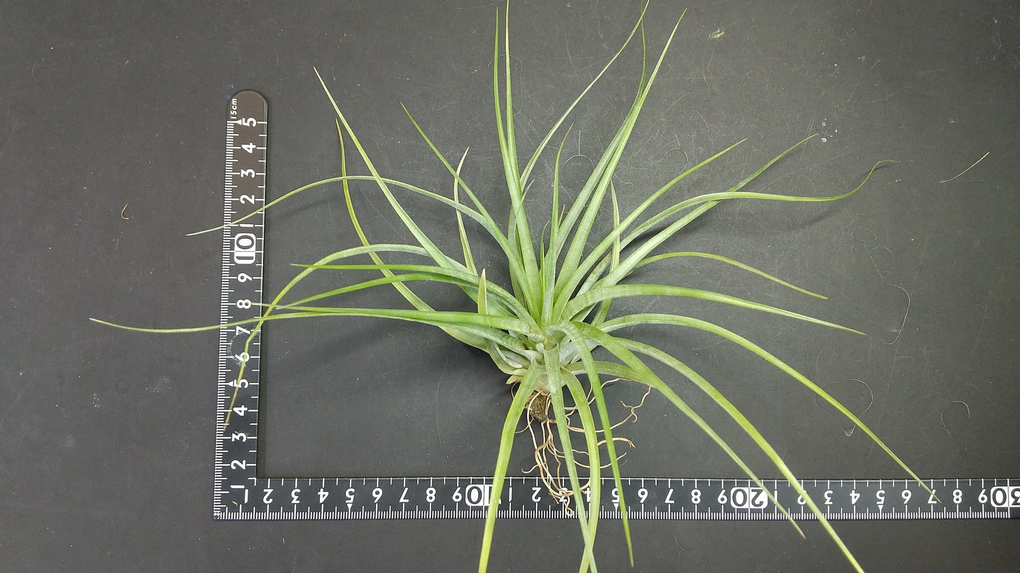 チランジア入荷リスト1/4｜NatureGarden🌿神田