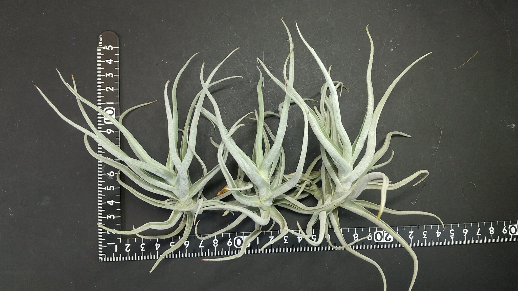 チランジア入荷リスト1/4｜NatureGarden🌿神田