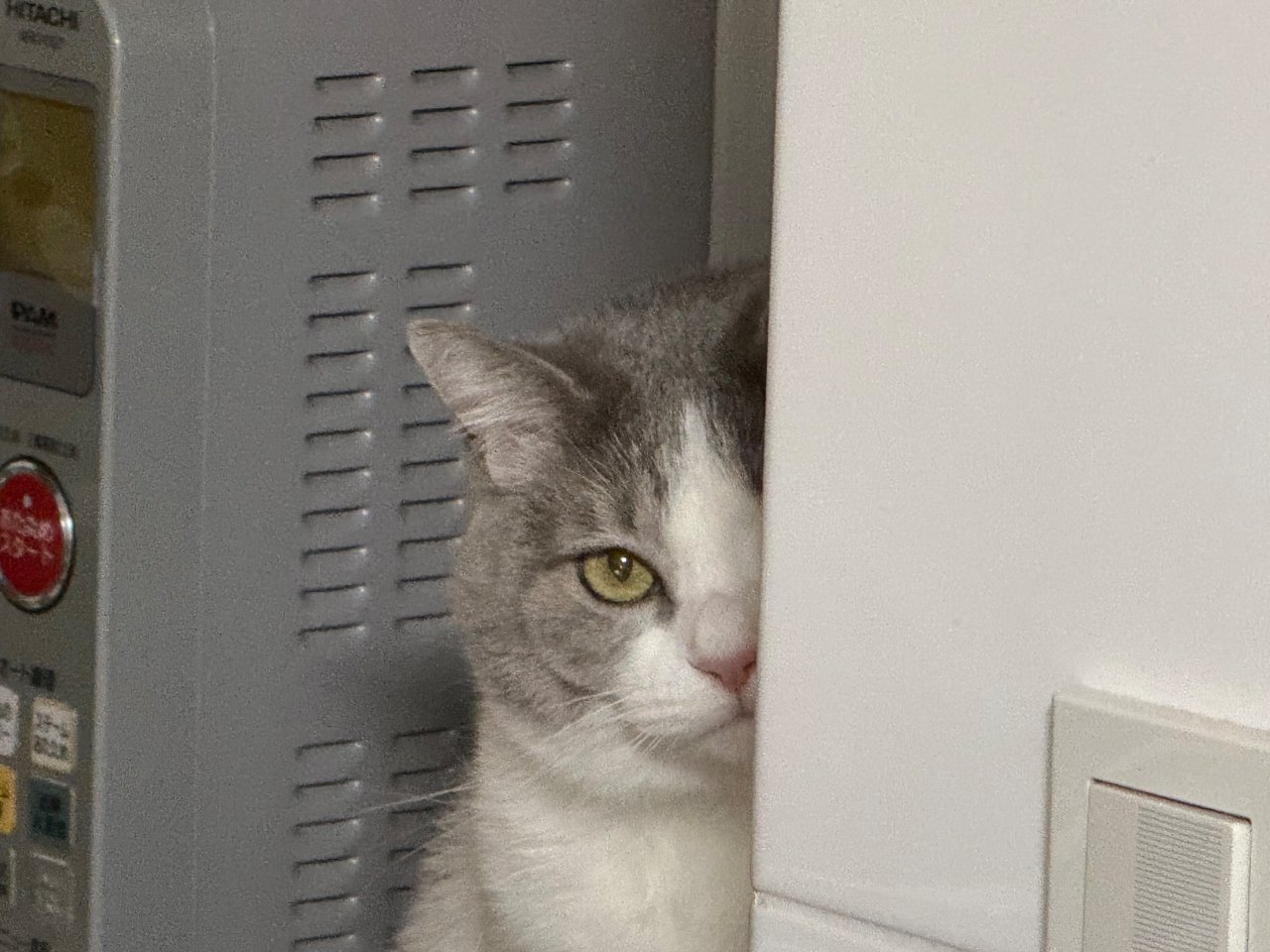 まるで「家政婦のニャタ」市原悦子ばりにチラ見する猫の視線に5万人の