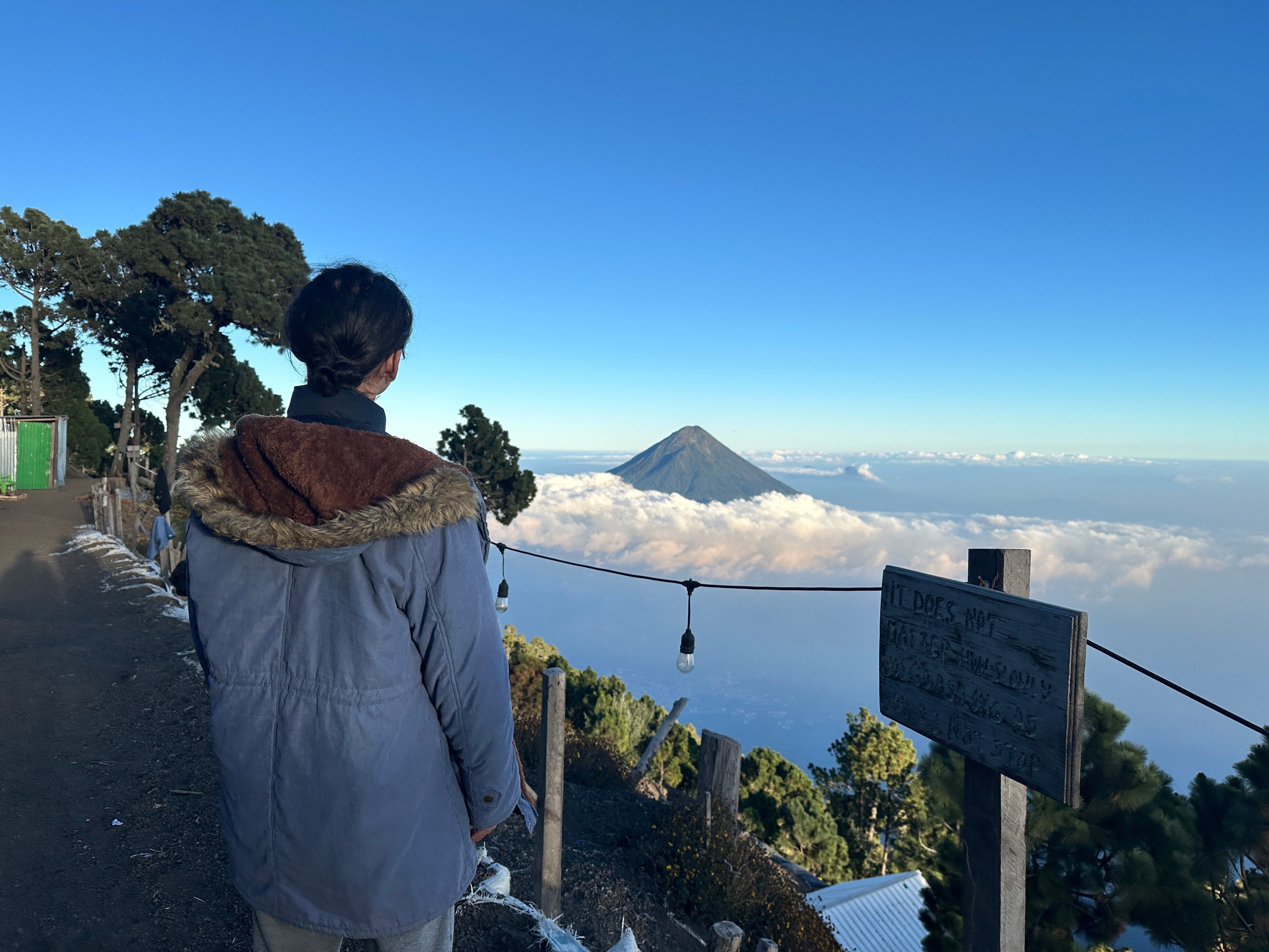 山採り　アカシデ　特大 南北グアテマラ縦断 密林に眠るマヤ遺跡と火山群展望トレッキング