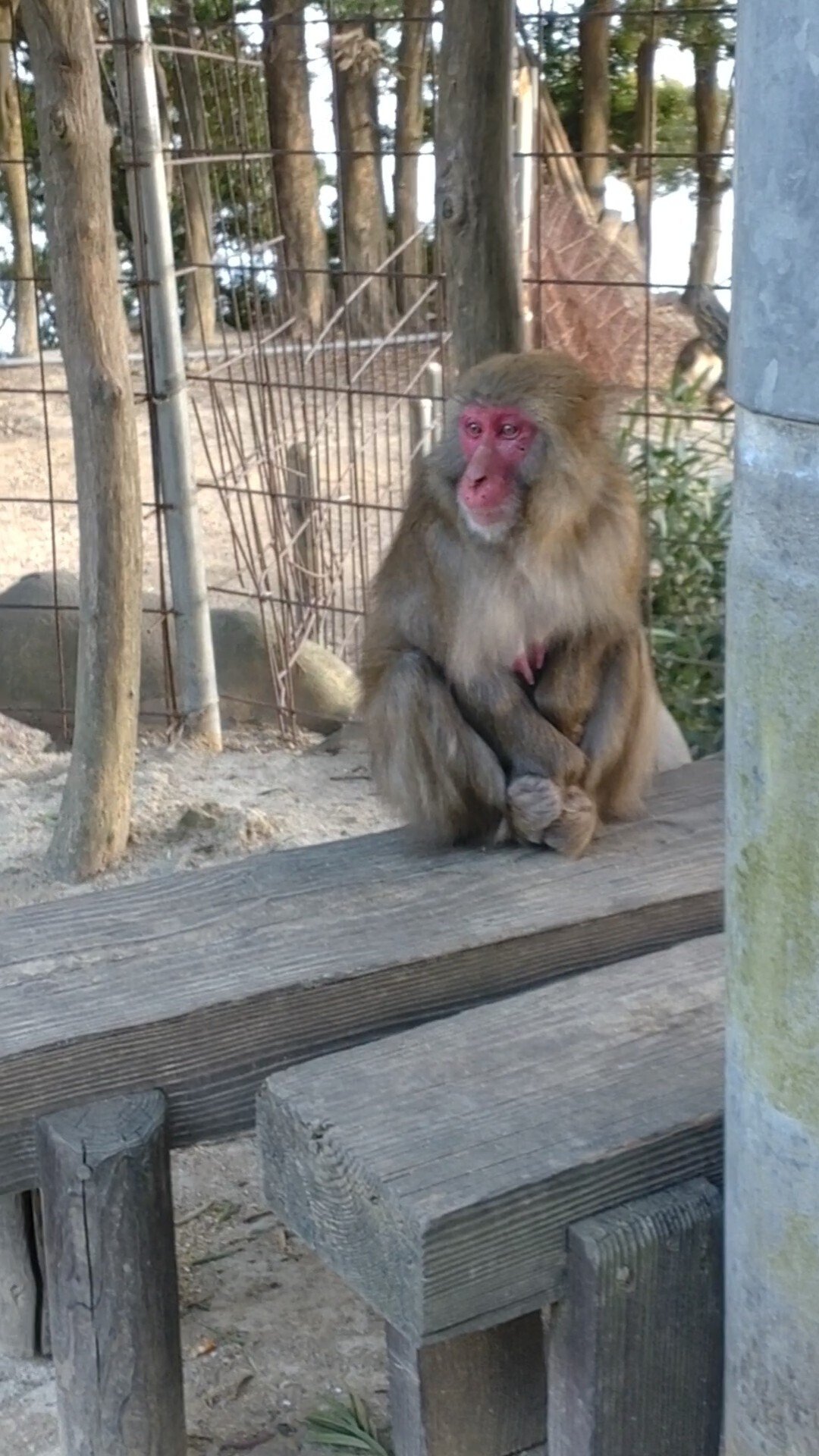 後編】サル達の恋模様に驚き！2025年✨見えてきた新たな発見！ビッグの