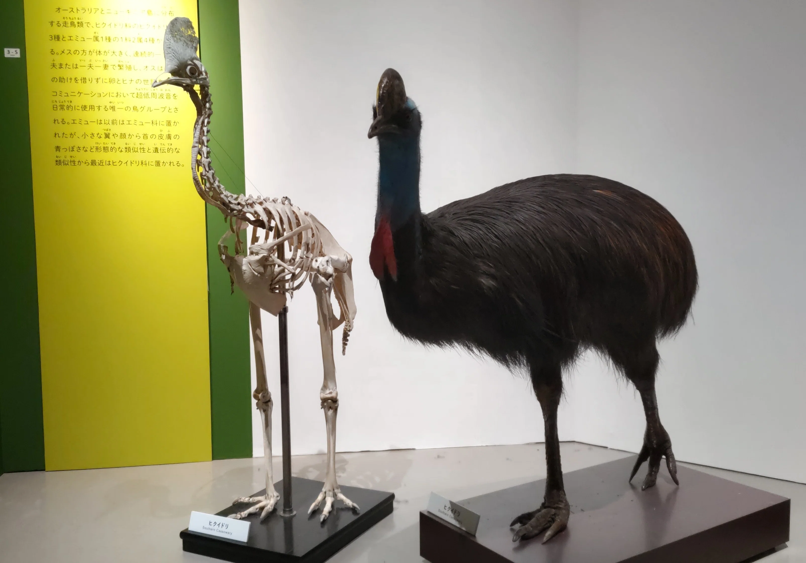 鳥の骨探 : ダチョウ・ペンギン・アホウドリ・ツル・タカ・ペリカン
