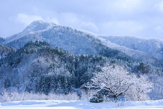 最適な価格 待ち遠しい、春・・・雪解け。｜しゅうぼう フラワー・リース