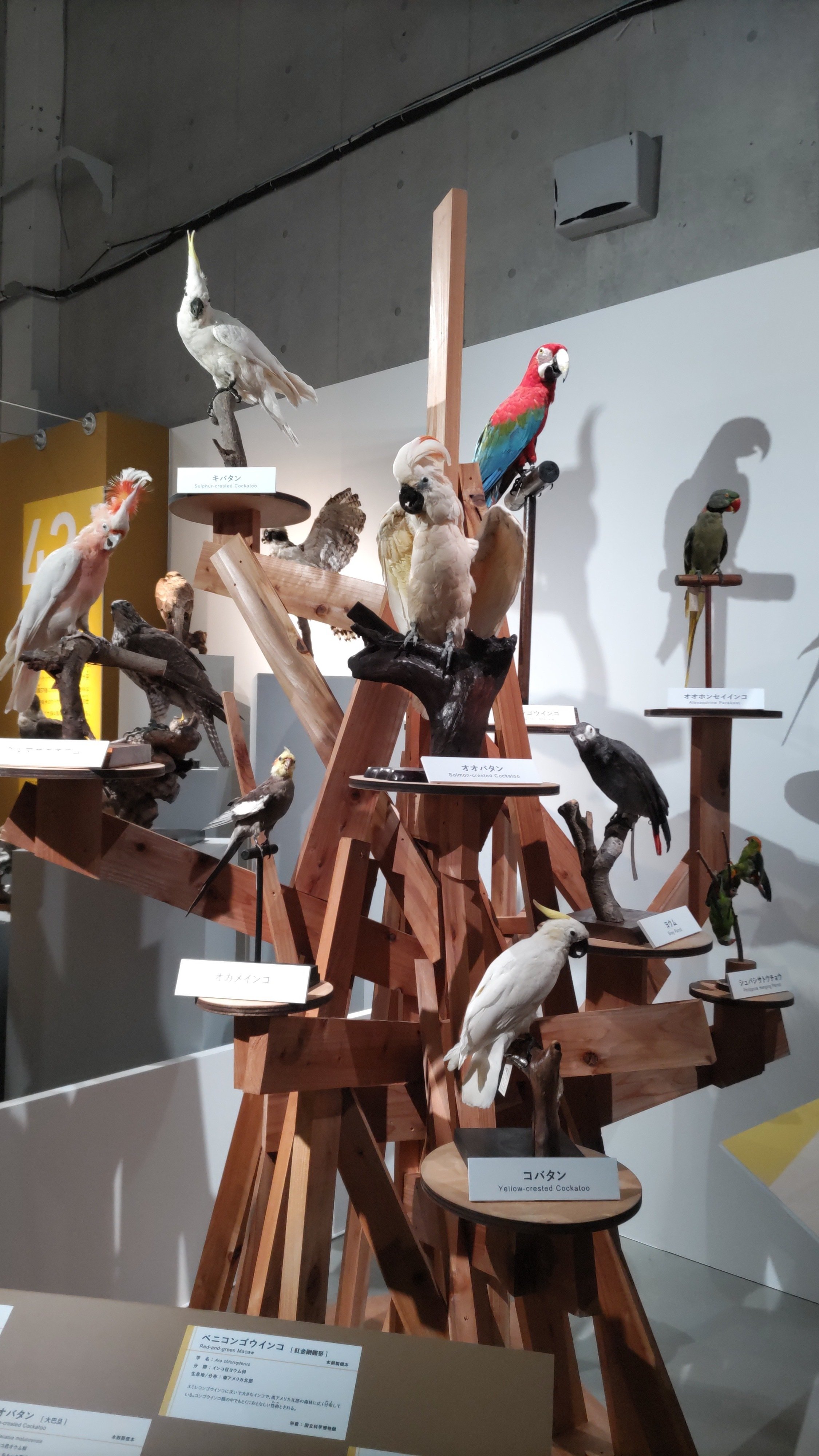 66arts｜鳥 ～ゲノム解析が解き明かす新しい鳥類の系統～｜浅野靖菜