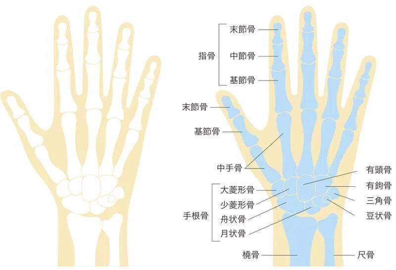 ゴッドハンドの作り方その2:指骨、中手骨、手根骨をグルグル回す(情報空間で) - 内部表現書き換えで行動できる「あなた」に変わる!