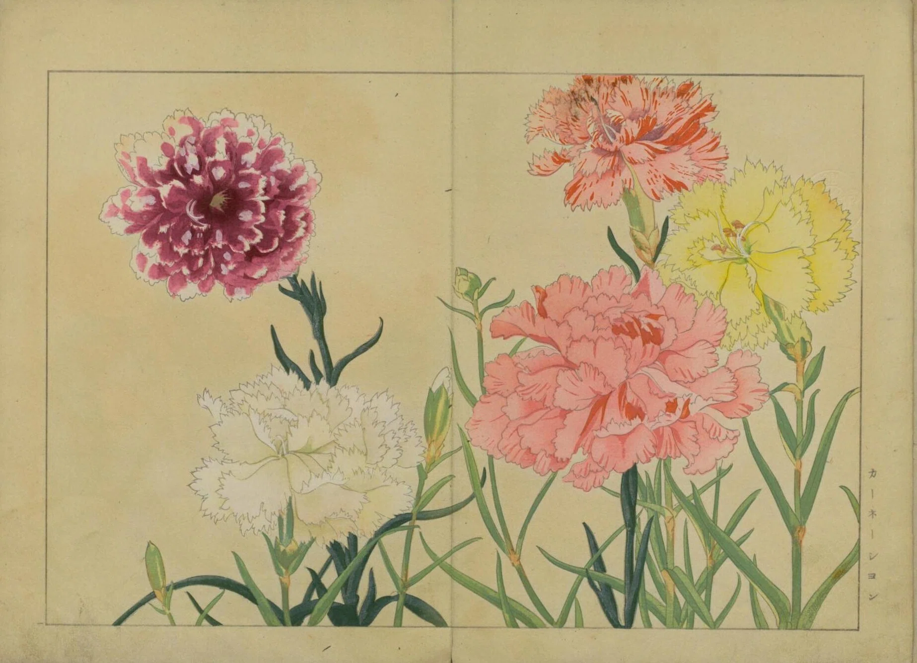 西洋草花図譜 春之部 貮｜日本花卉文化株式会社