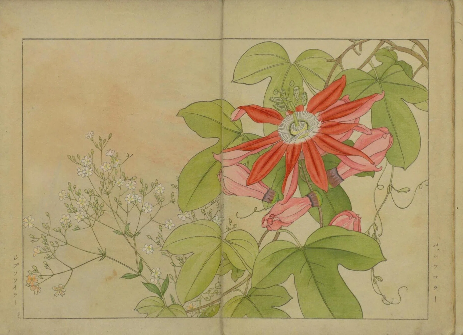 西洋草花図譜 春之部 貮｜日本花卉文化株式会社