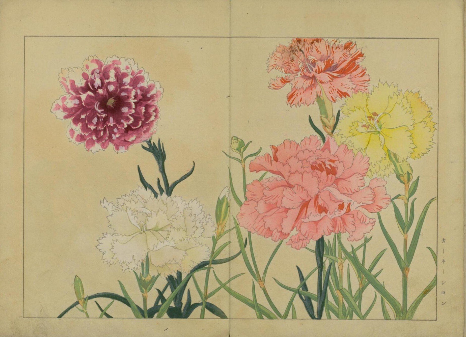 [真作]　谷上廣南　西洋草花図譜　1918年作「シナリア」　☆送料無料☆ 草花】西洋草花図譜 谷上広南 Western flower collection