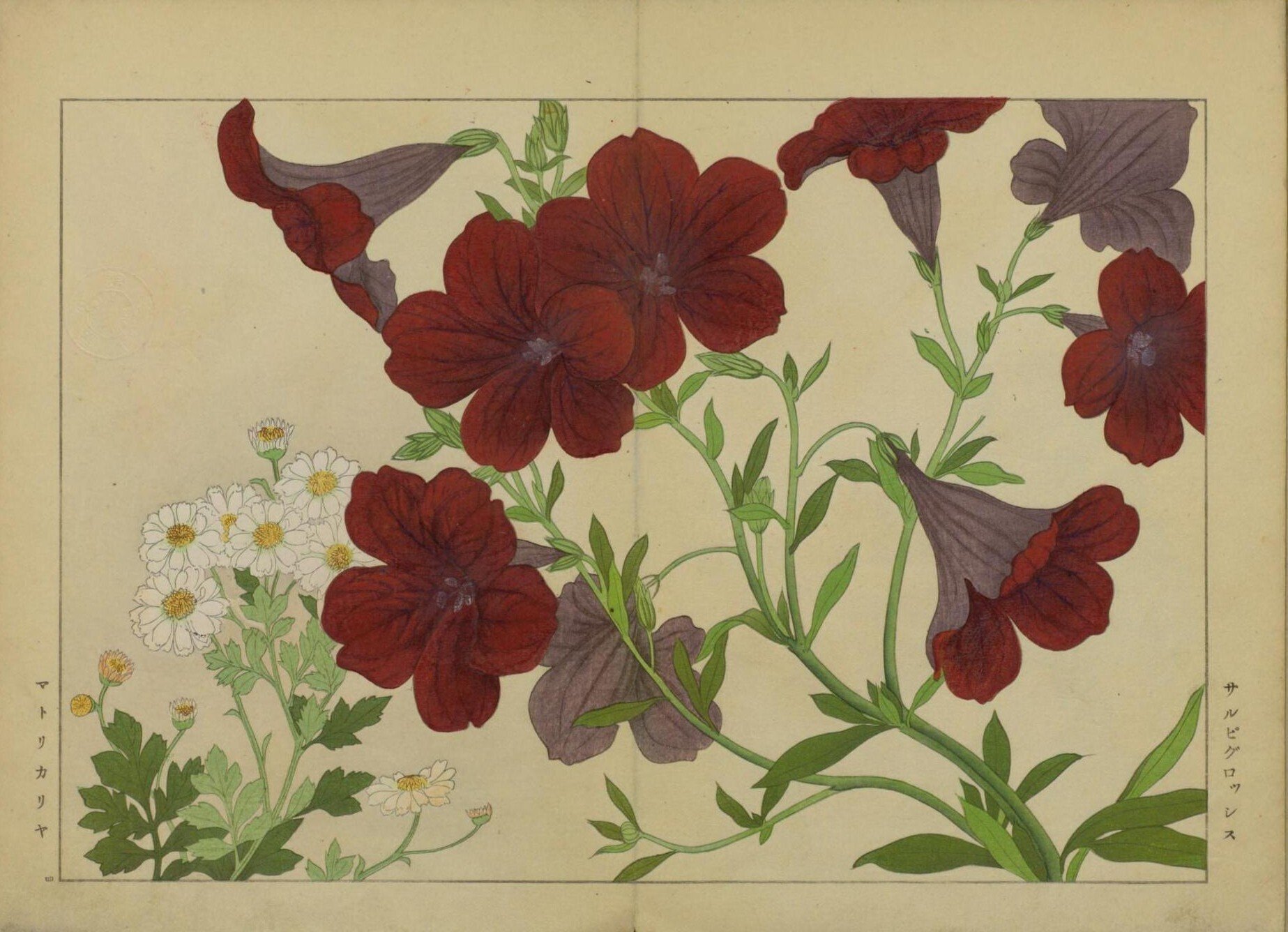 [真作]　谷上廣南　西洋草花図譜　1918年作「アイリス」　☆送料無料☆ 西洋草花図譜(谷上廣南筆) / 古本、中古本、古書籍の通販は