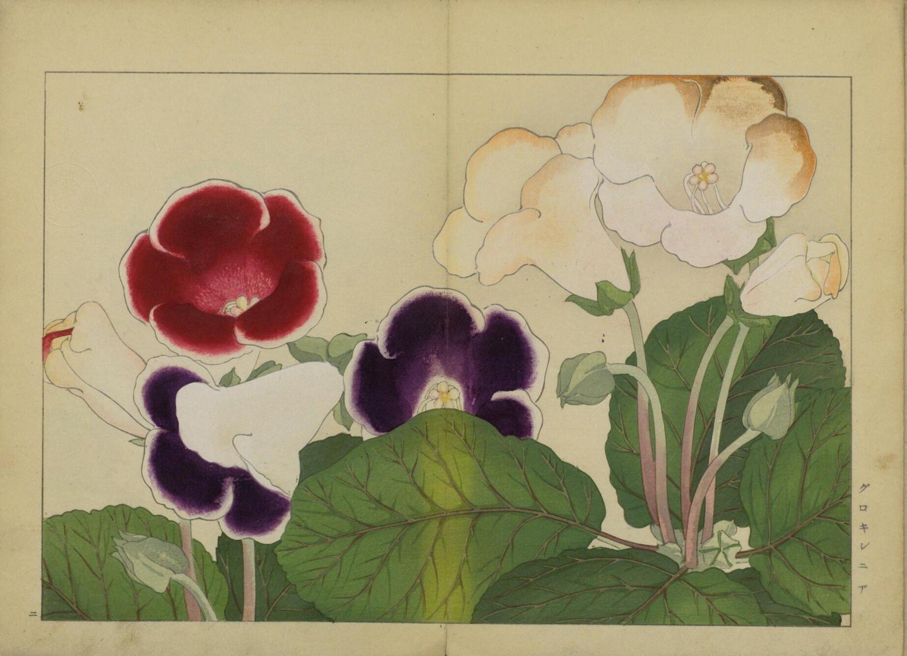 [真作]　谷上廣南　西洋草花図譜　1918年作「アイリス」　☆送料無料☆ 西洋草花図譜(谷上廣南筆) / 古本、中古本、古書籍の通販は