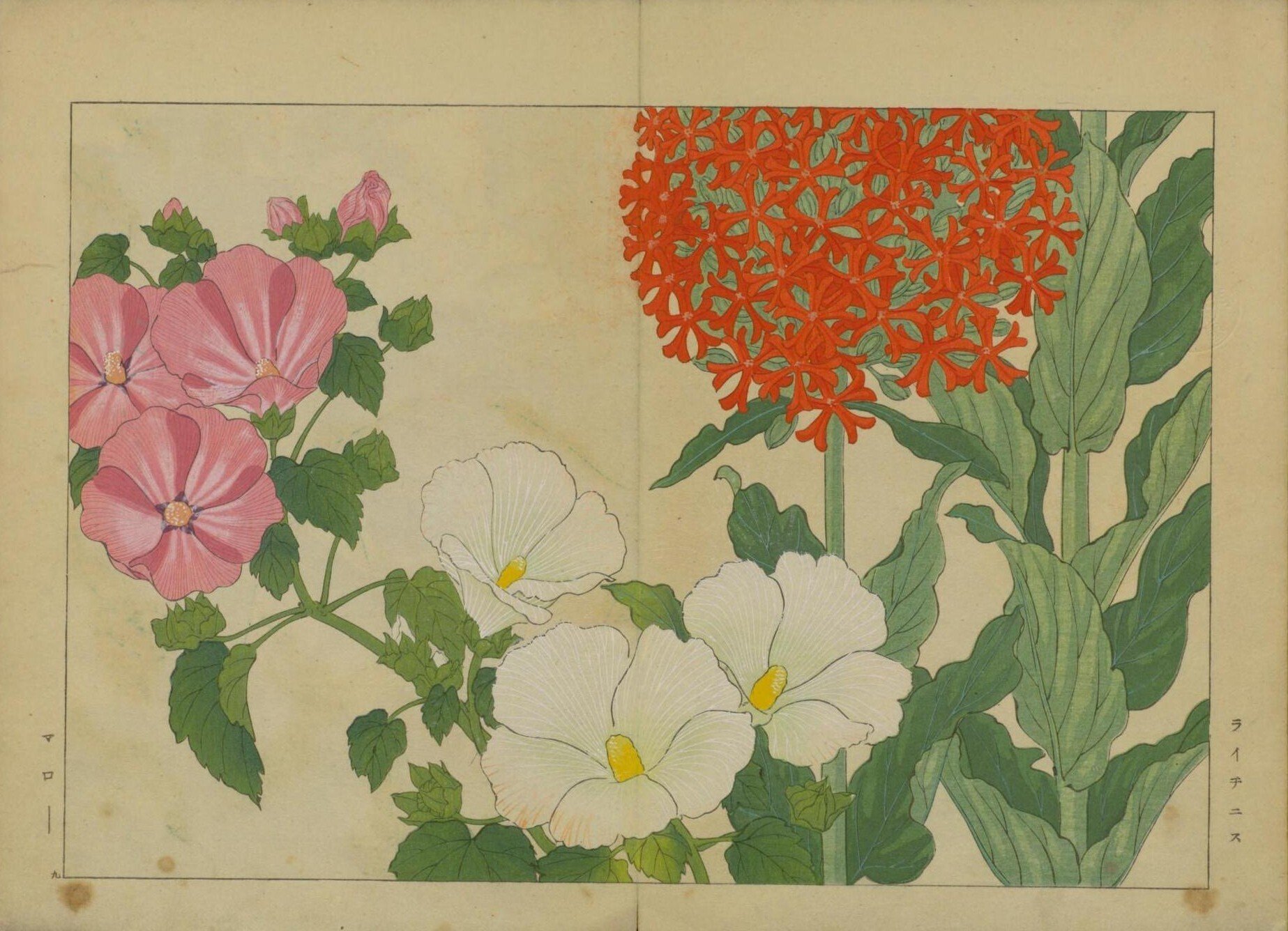 [真作]　谷上廣南　西洋草花図譜　1918年作「アイリス」　☆送料無料☆ 西洋草花図譜 全5冊(谷上広南筆) / 古本、中古本、古書籍の通販