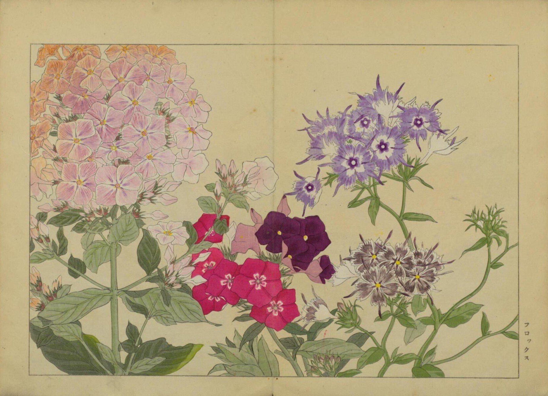 [真作]　谷上廣南　西洋草花図譜　1918年作「アイリス」　☆送料無料☆ 草花】西洋草花図譜 谷上広南 Western flower collection