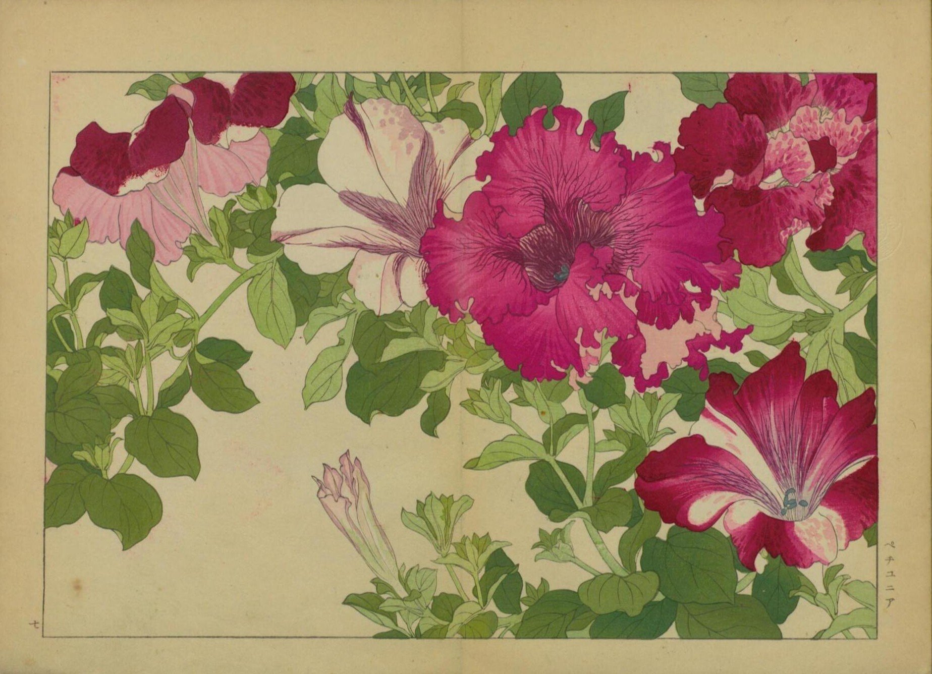 [真作]　谷上廣南　西洋草花図譜　1918年作「アイリス」　☆送料無料☆ 真作] 谷上廣南 西洋草花図譜 1918年作「アイリス」 ☆送料無料