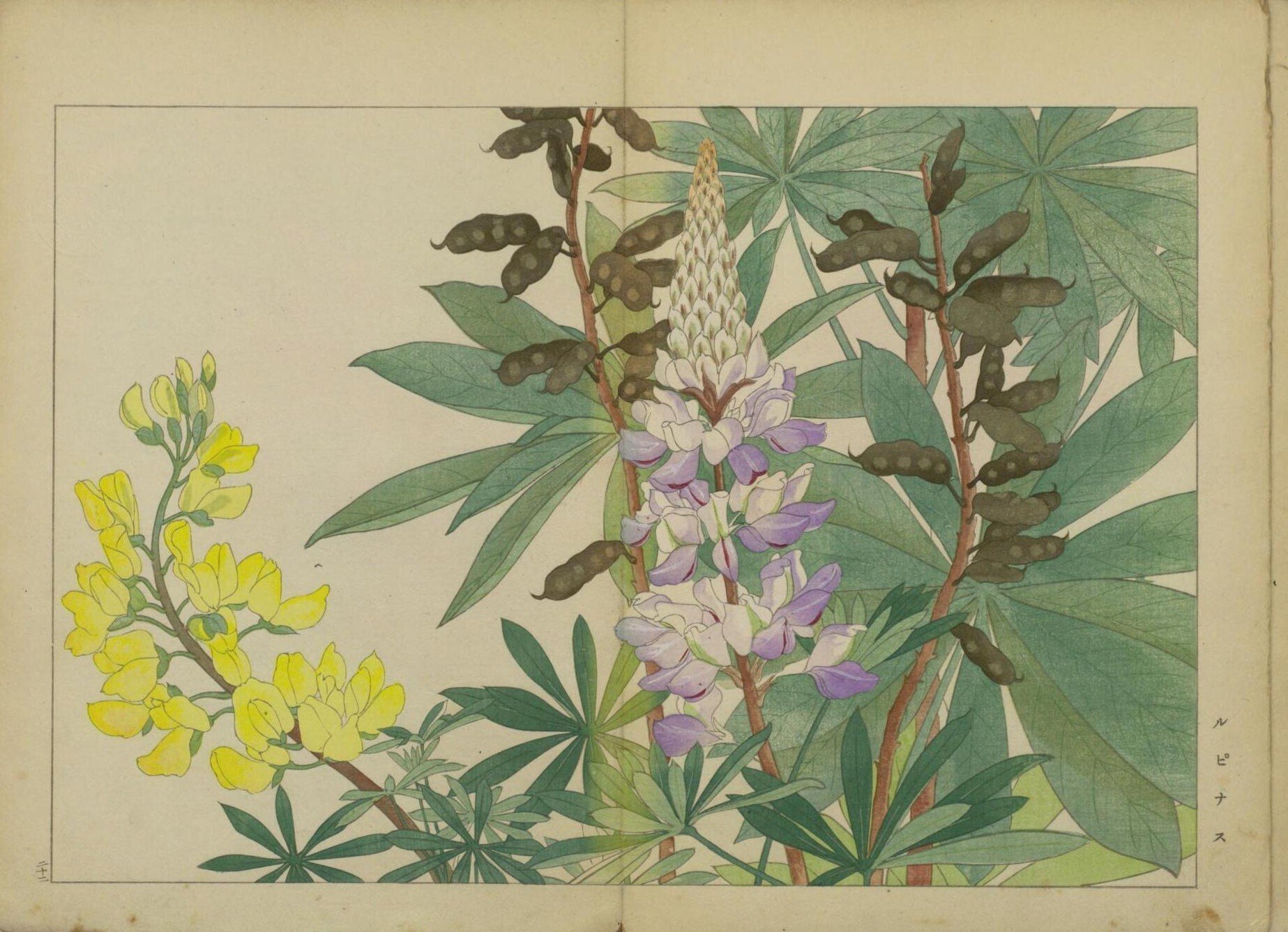 西洋草花図譜 夏之部 貮｜日本花卉文化株式会社