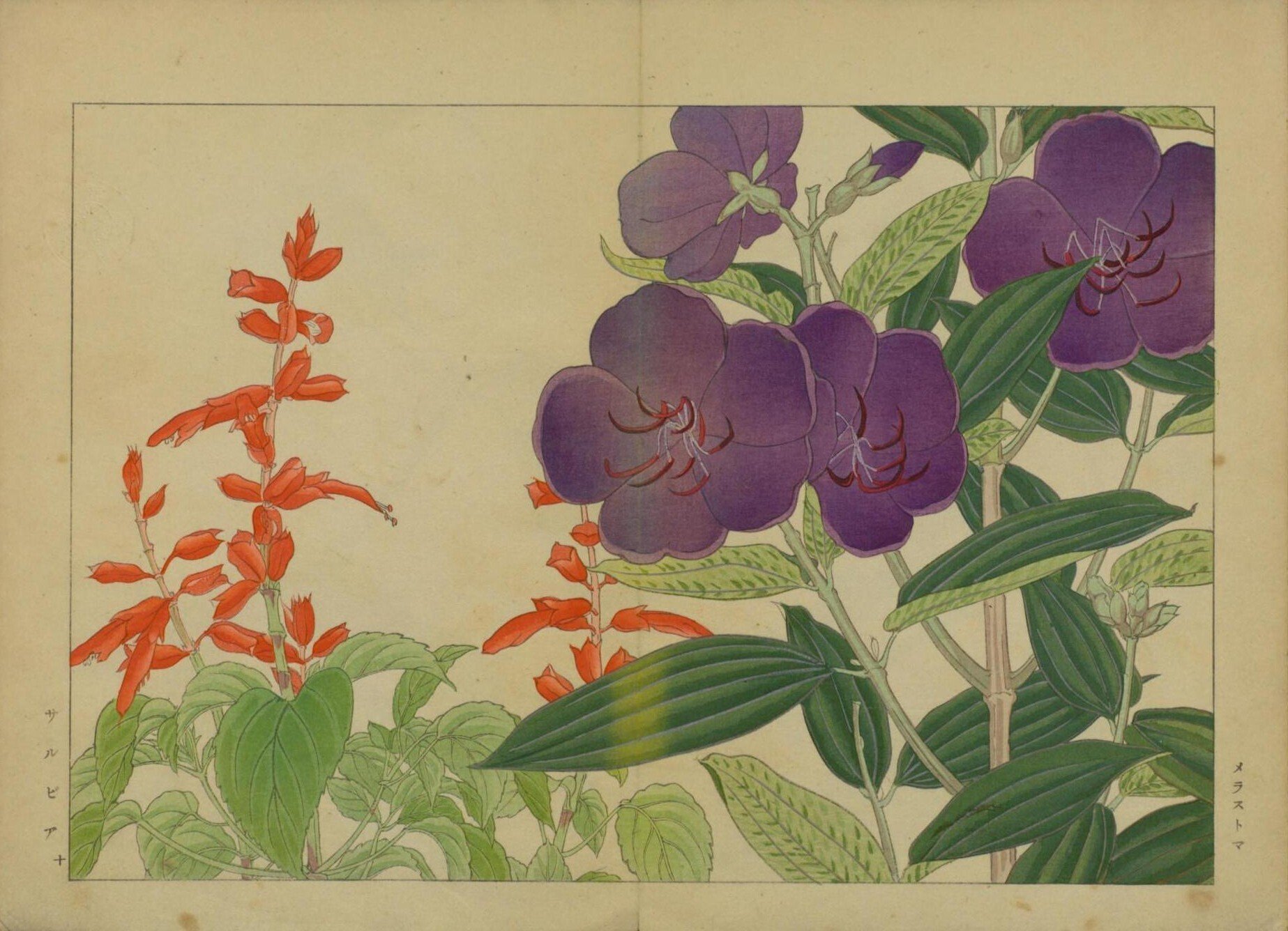 西洋草花図譜 夏之部 貮｜日本花卉文化株式会社