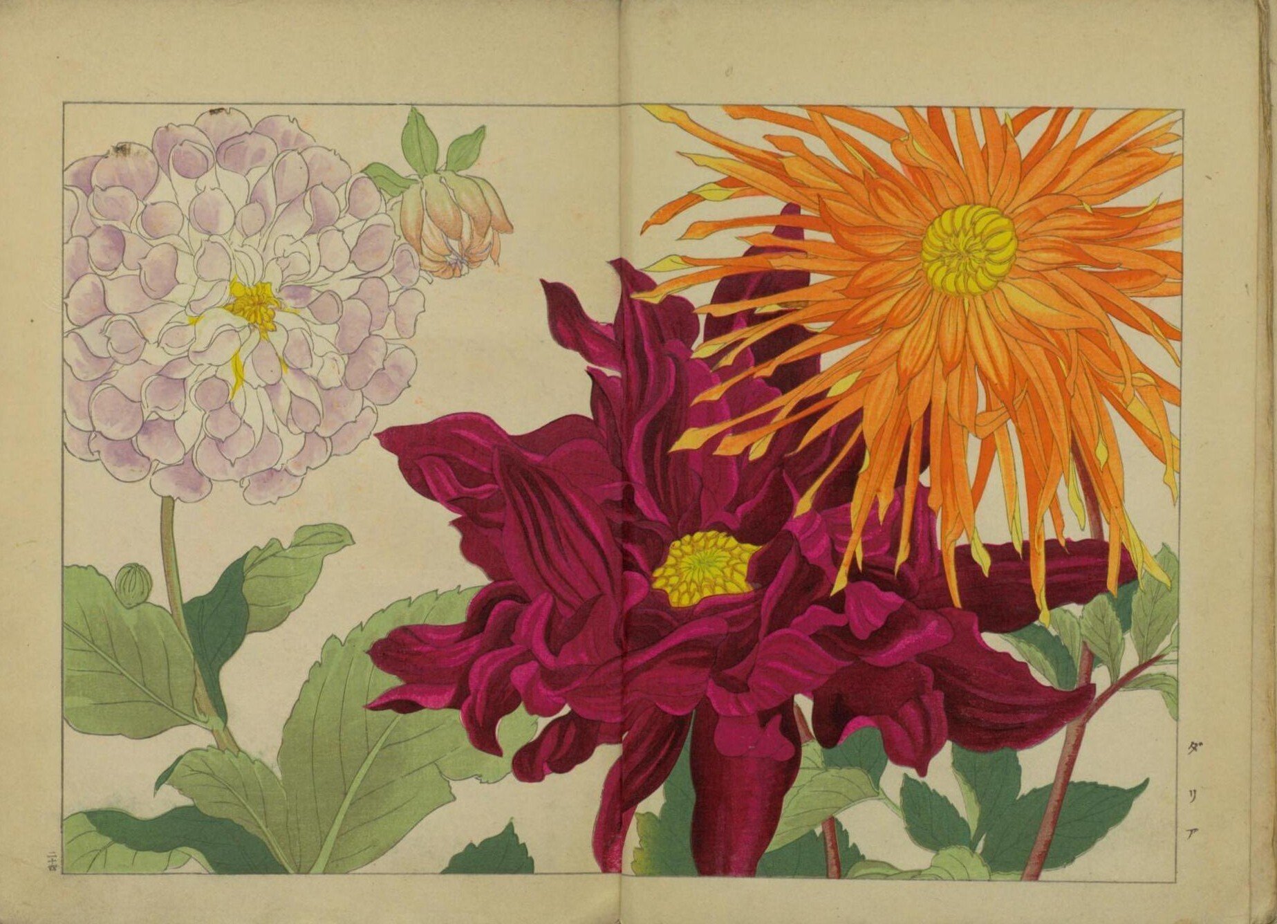 [真作]　谷上廣南　西洋草花図譜　1918年作「アイリス」　☆送料無料☆ 真作] 谷上廣南 西洋草花図譜 1918年作「アイリス」 ☆送料無料