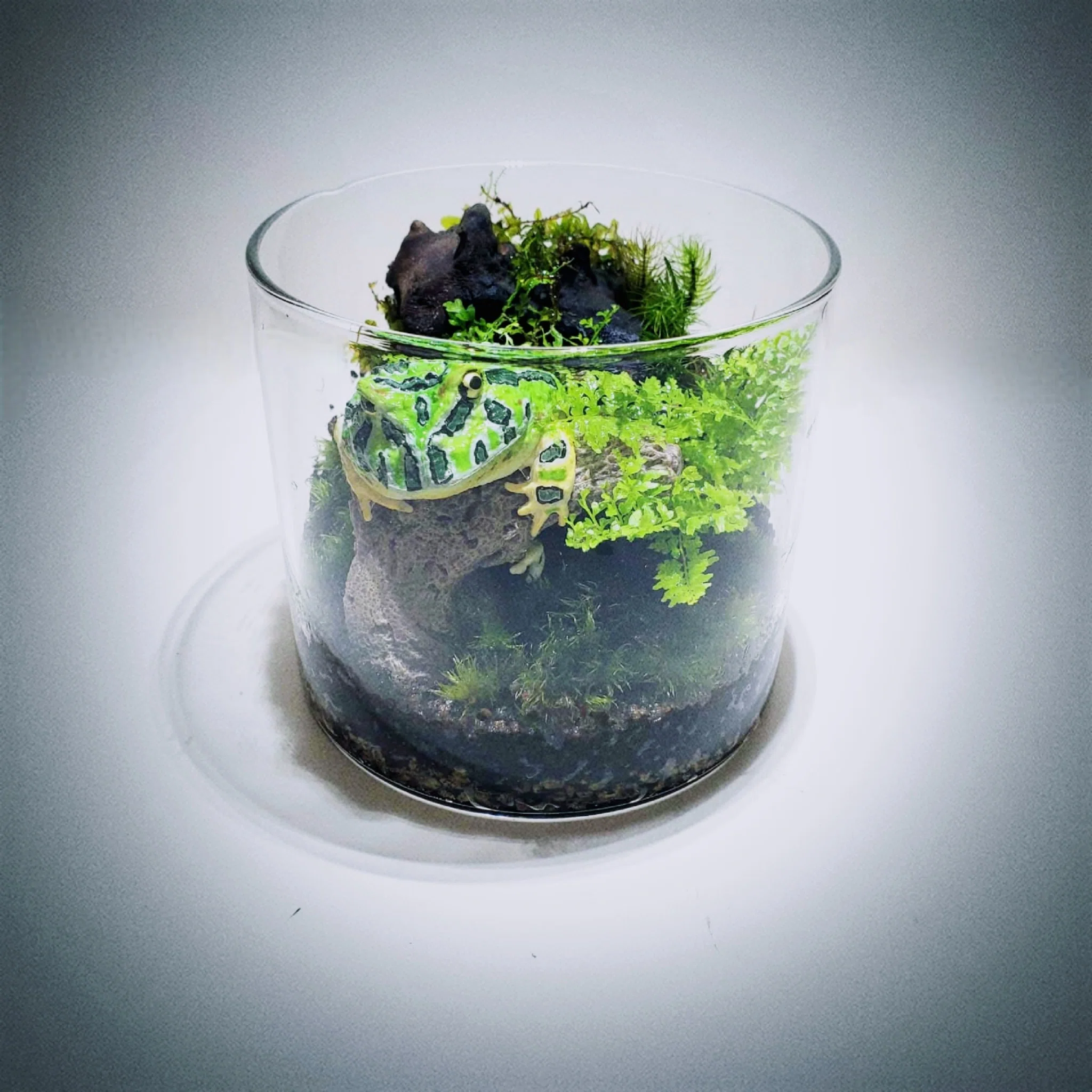 苔テラリウムを作ったよ〜作業工程の紹介〜｜moss paradise3055