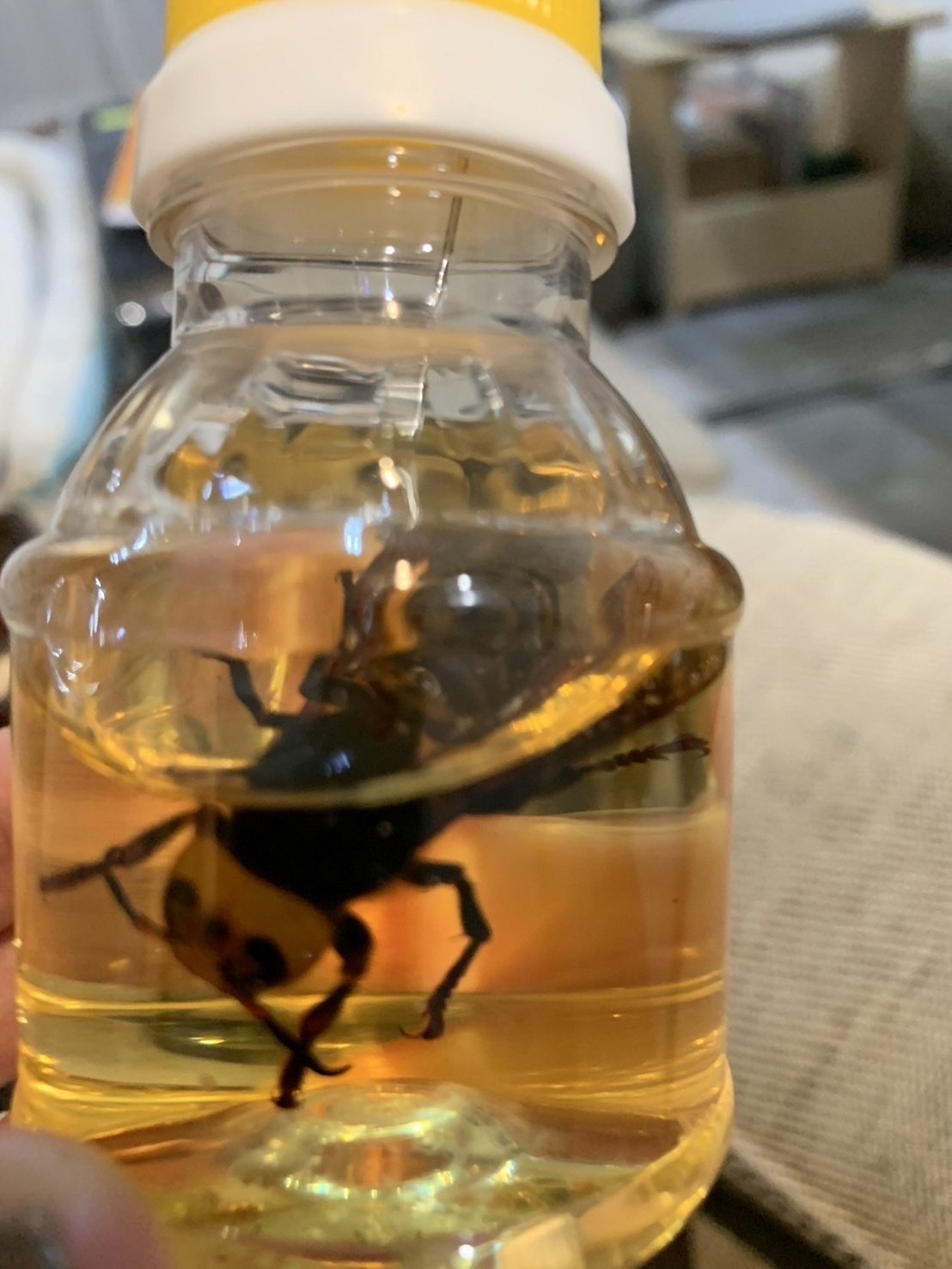 スズメバチ入り蜂蜜の誘惑 蜂毒Bee Venomで極めるハチミツ美容健康法