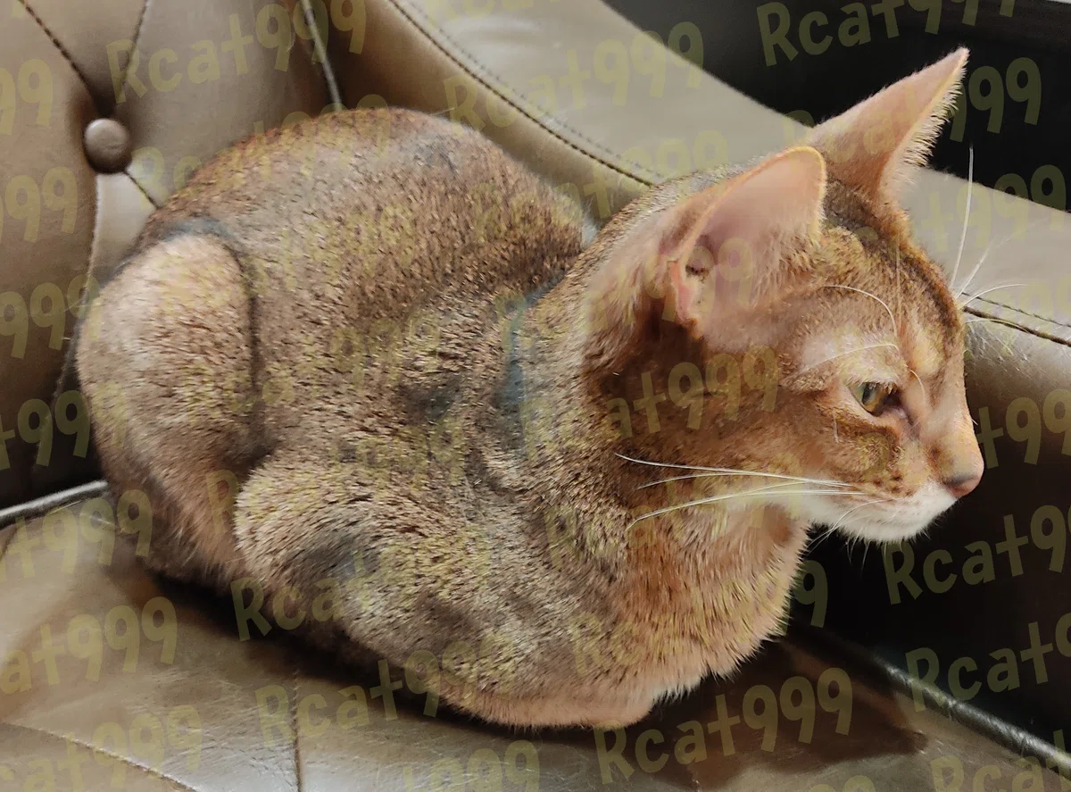 画像を3DモデルにできるAI stable-point-aware-3d試してみた 写真を3Dプリンタで立体印刷!?|Rcat999